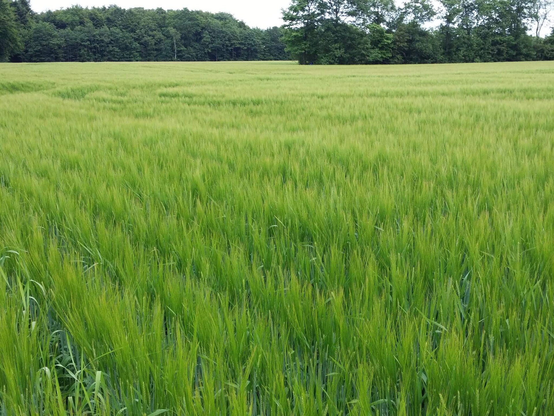 Vrijstaand vakantiehuis aan Skjern Å in Kibæk, Denemarken - foto 6