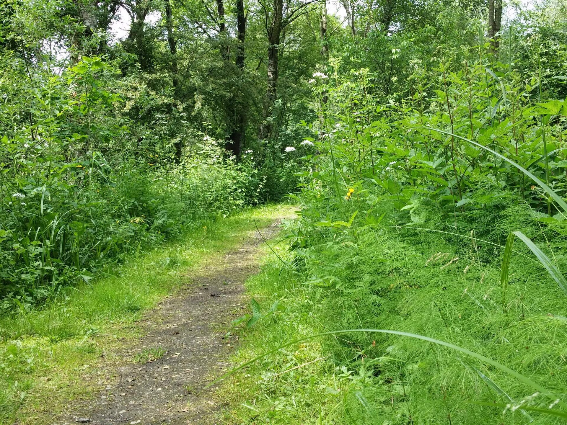 Vrijstaand vakantiehuis aan Skjern Å in Kibæk, Denemarken - foto 9