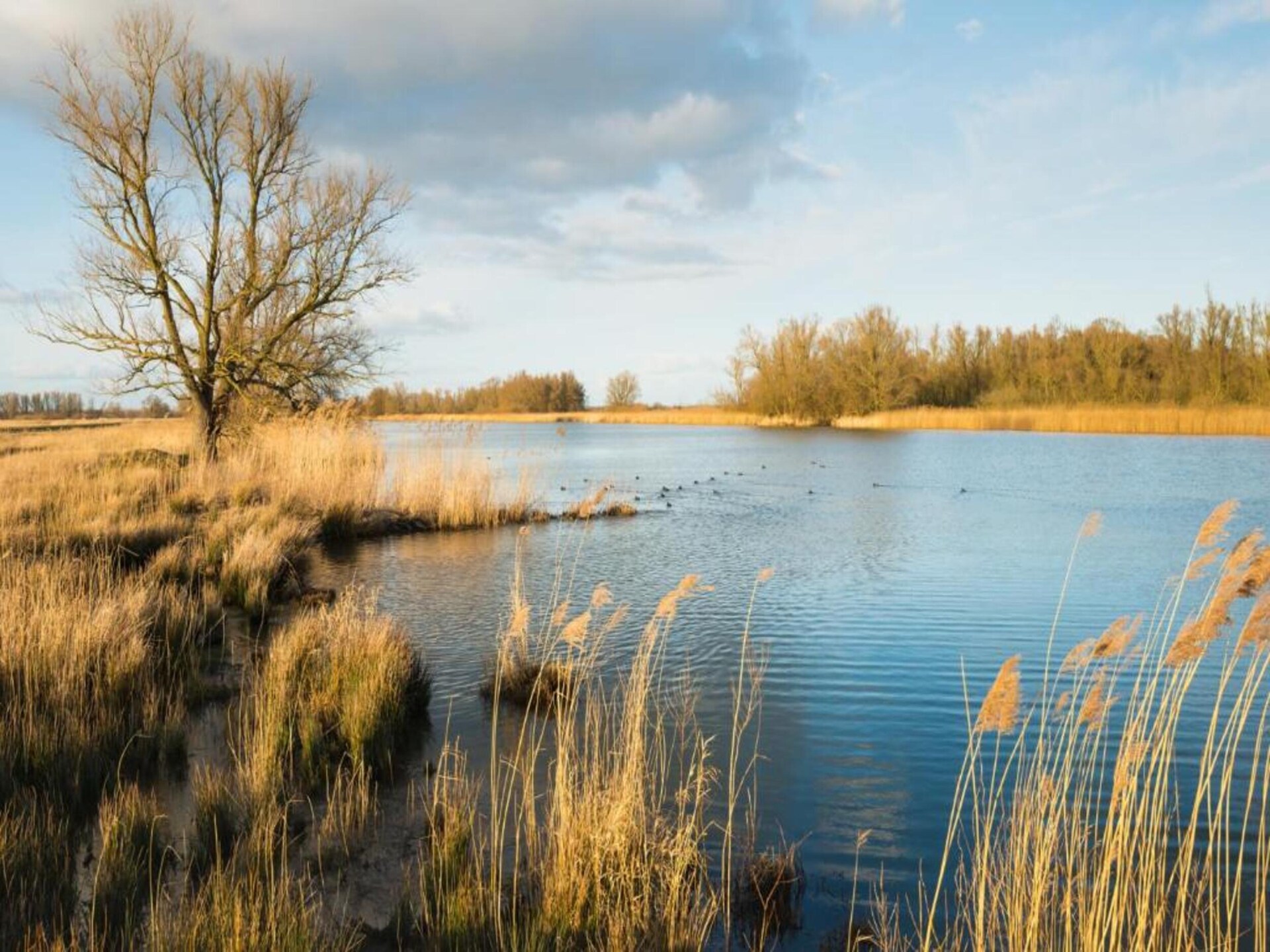 Ecovilla aan vijver op Vakantiepark Latour, honden welkom - foto 35
