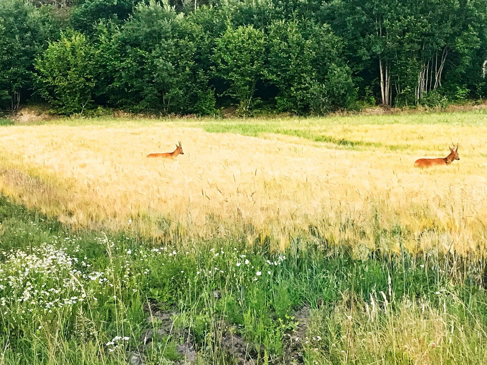 Zonnig vakantiehuis aan de golfbaan bij Rabbalshede, 6,5 km van zee - foto 25