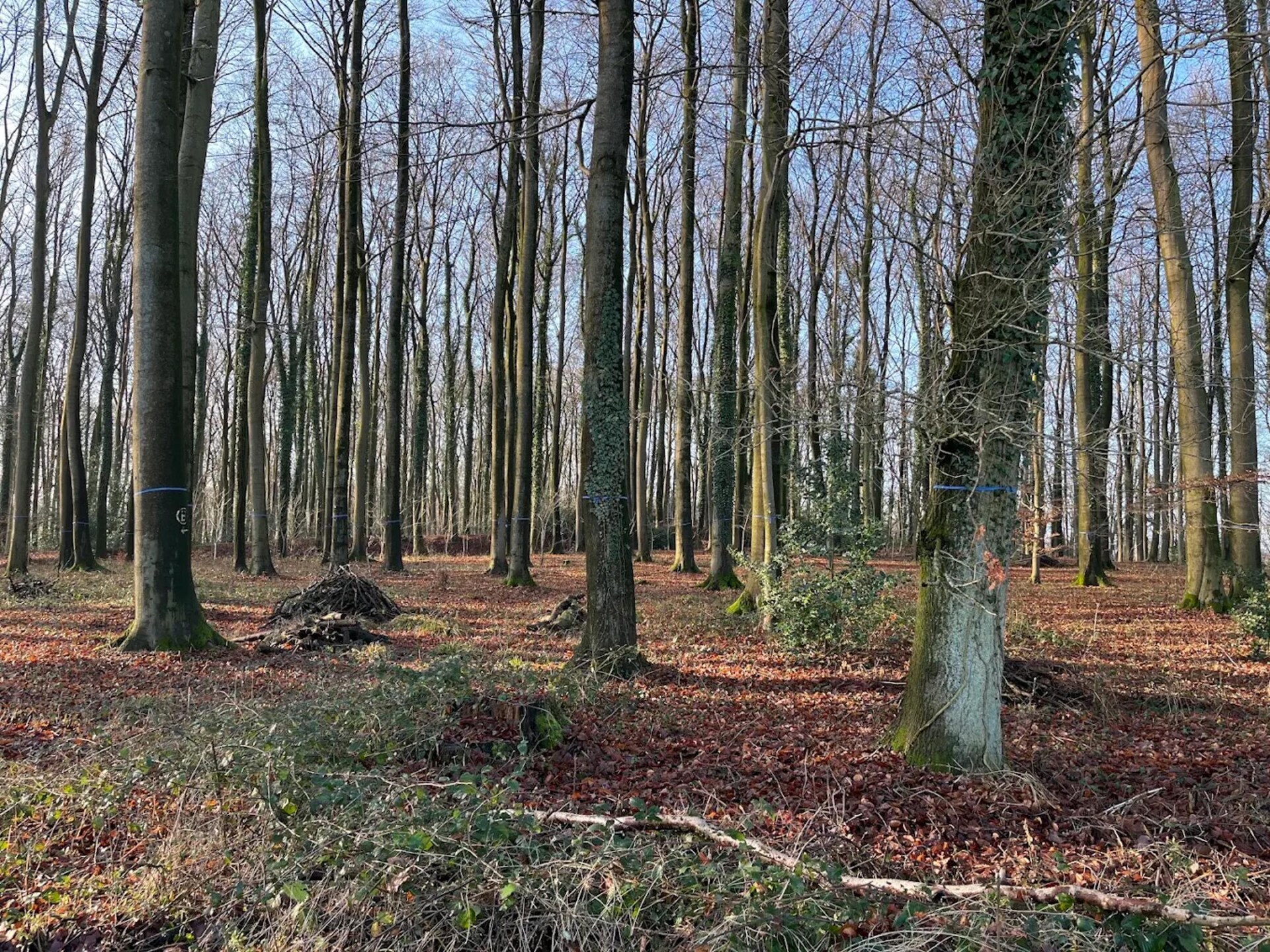 Ruim appartement aan de bosrand bij Bissendorf, 4 personen - foto 32