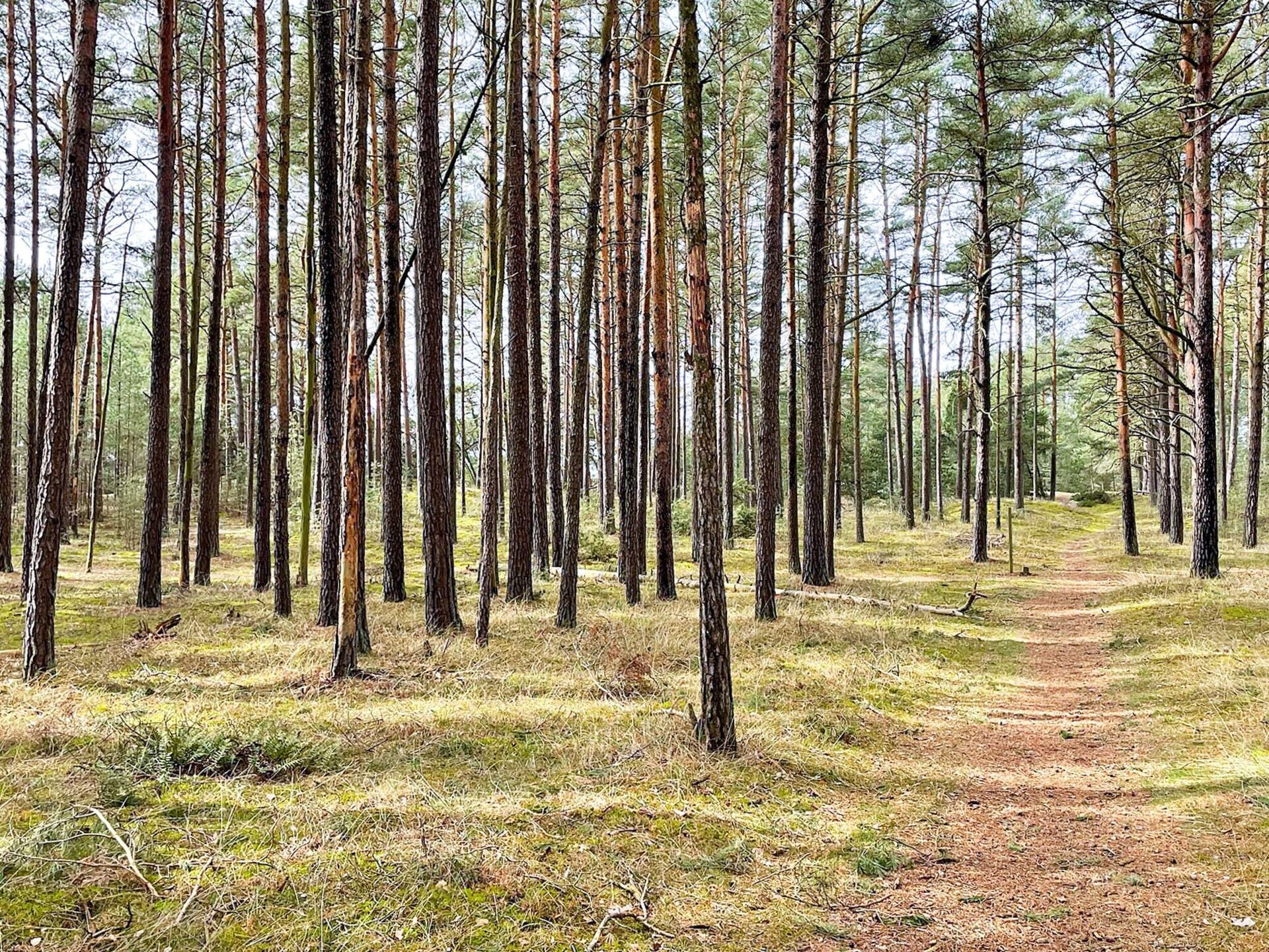 Op 1,2 km van zee: ruim vakantiehuis in Yngsjö voor 8 personen - foto 8