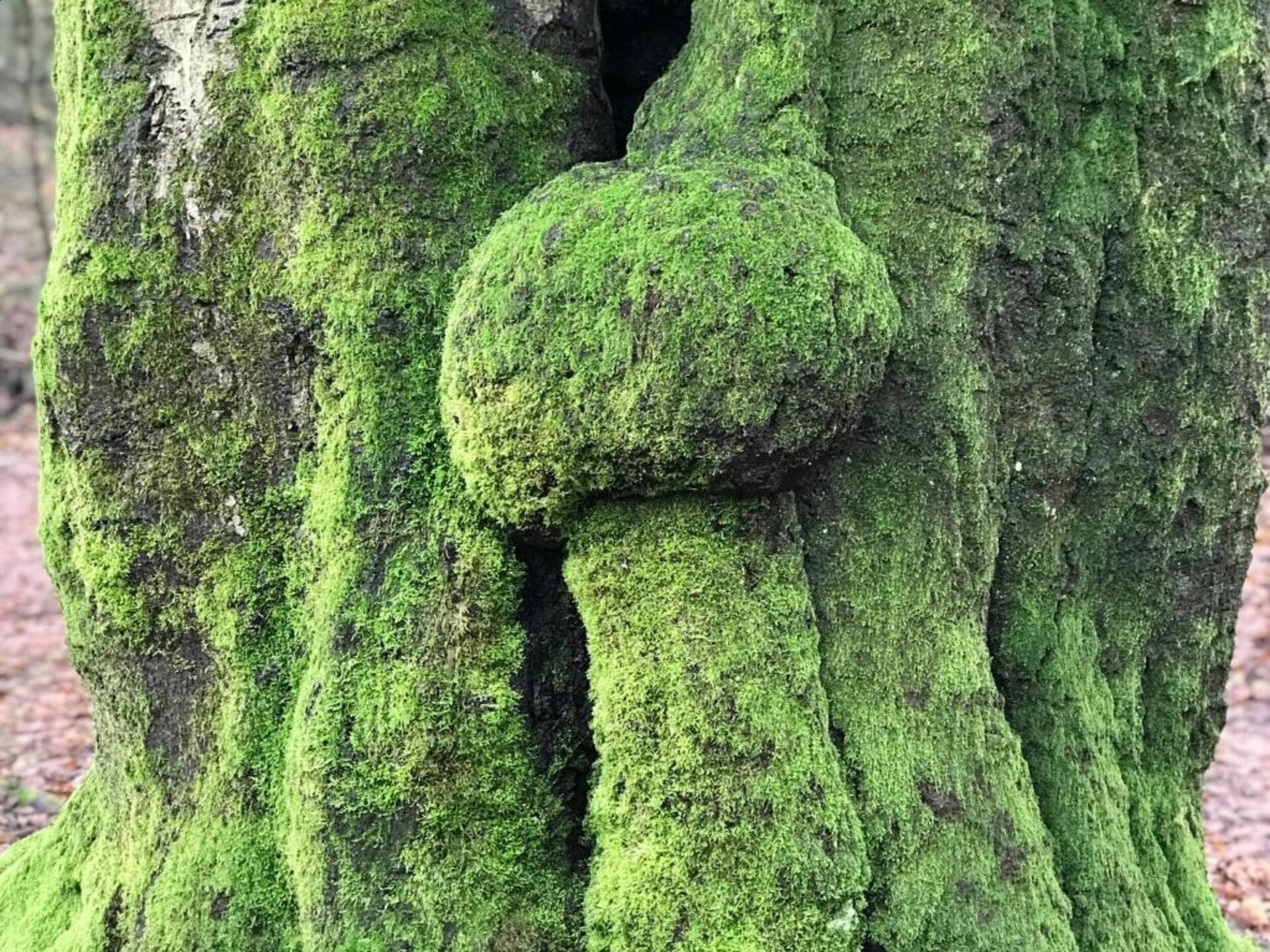 Luxe boshuis met vijverzicht op de Veluwe, huisdieren welkom - foto 37