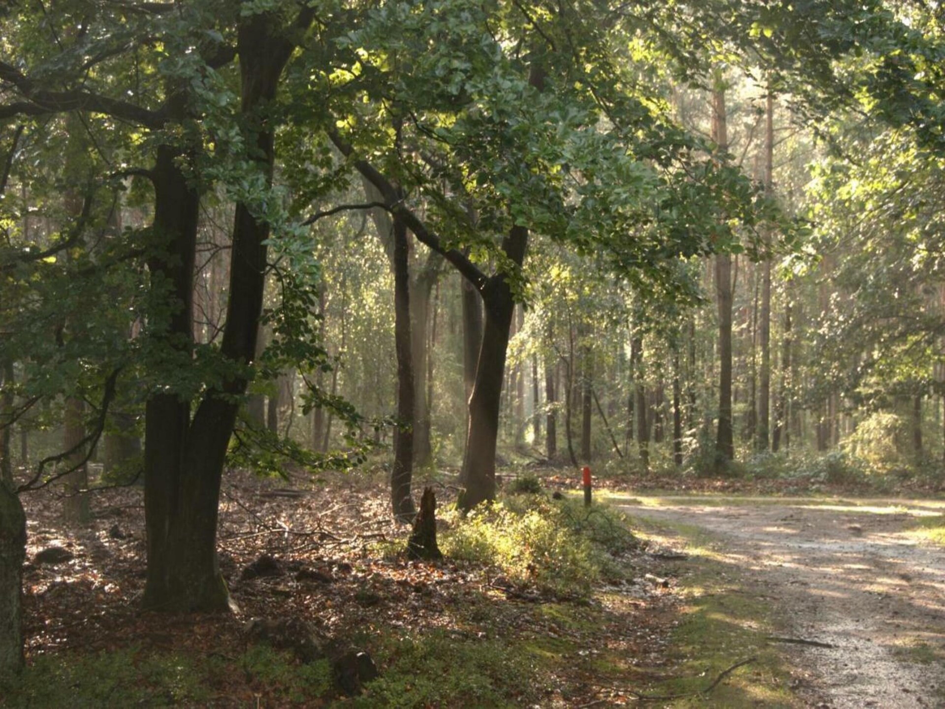 Vrijstaand vakantiehuis Dwergarend 17-02: natuur, rust en comfort op de Veluwe - foto 36