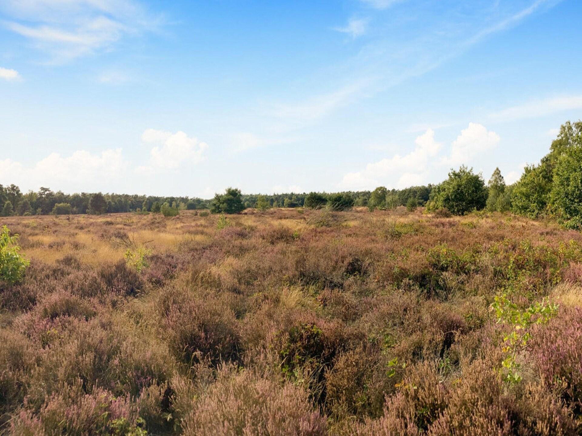 Vrijstaand boshuis met zwembad en sauna op de Veluwe - foto 36