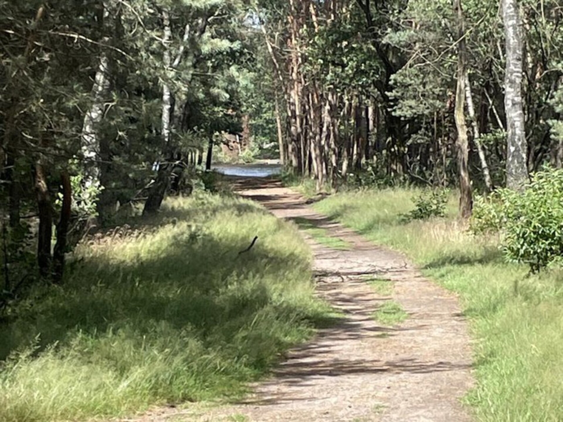 Vrijstaand vakantiehuis op de Veluwe, 6 pers., bosrijke omgeving - foto 38