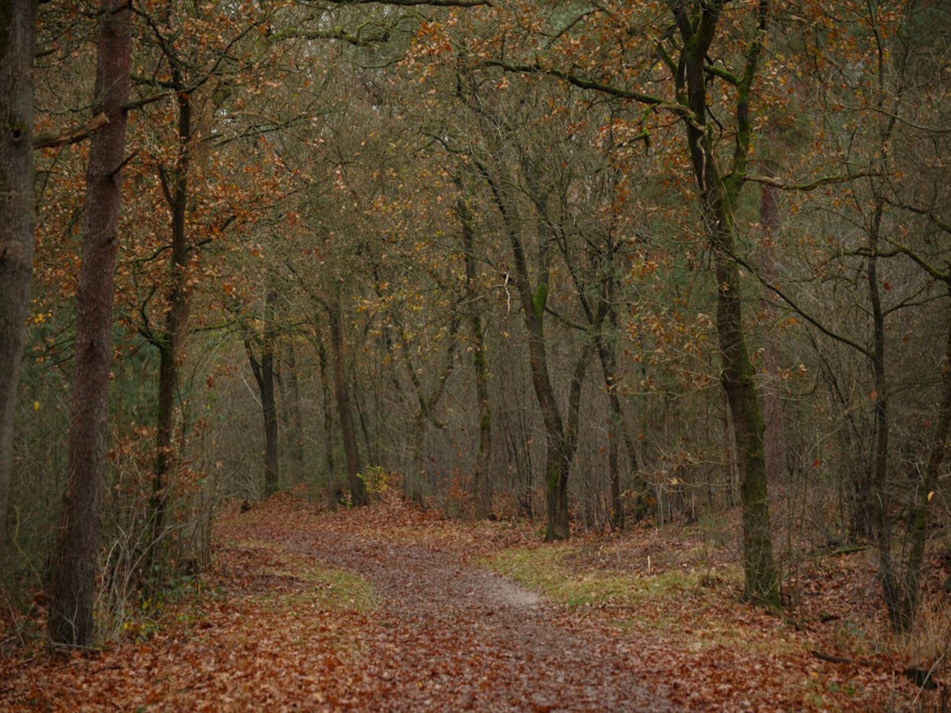 Vrijstaand vakantiehuis op de Veluwe voor 6 personen, omringd door bos - foto 38