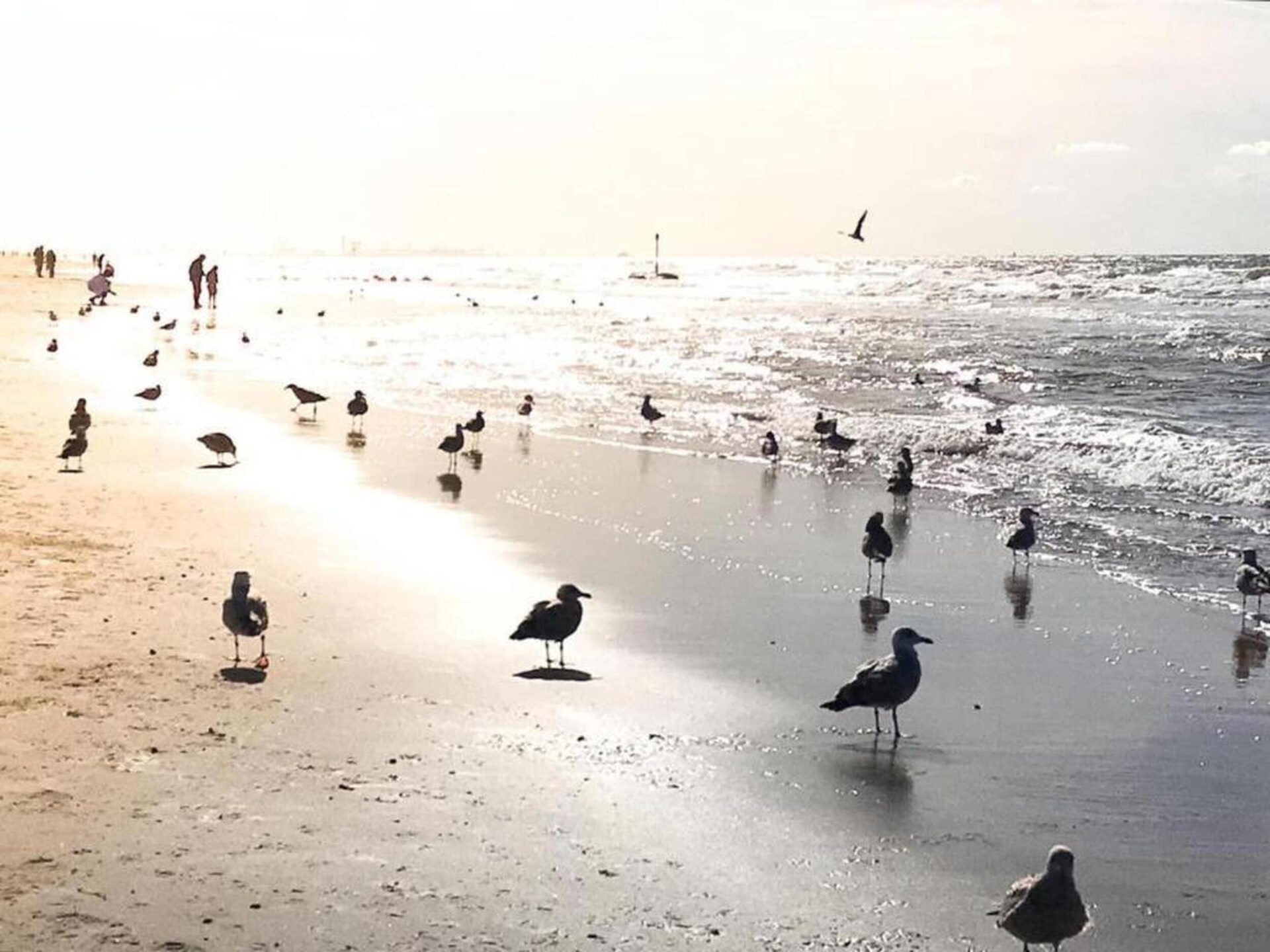 Knus strandchalet met omheinde tuin, hondenklaar bij Noordwijk aan Zee - foto 35