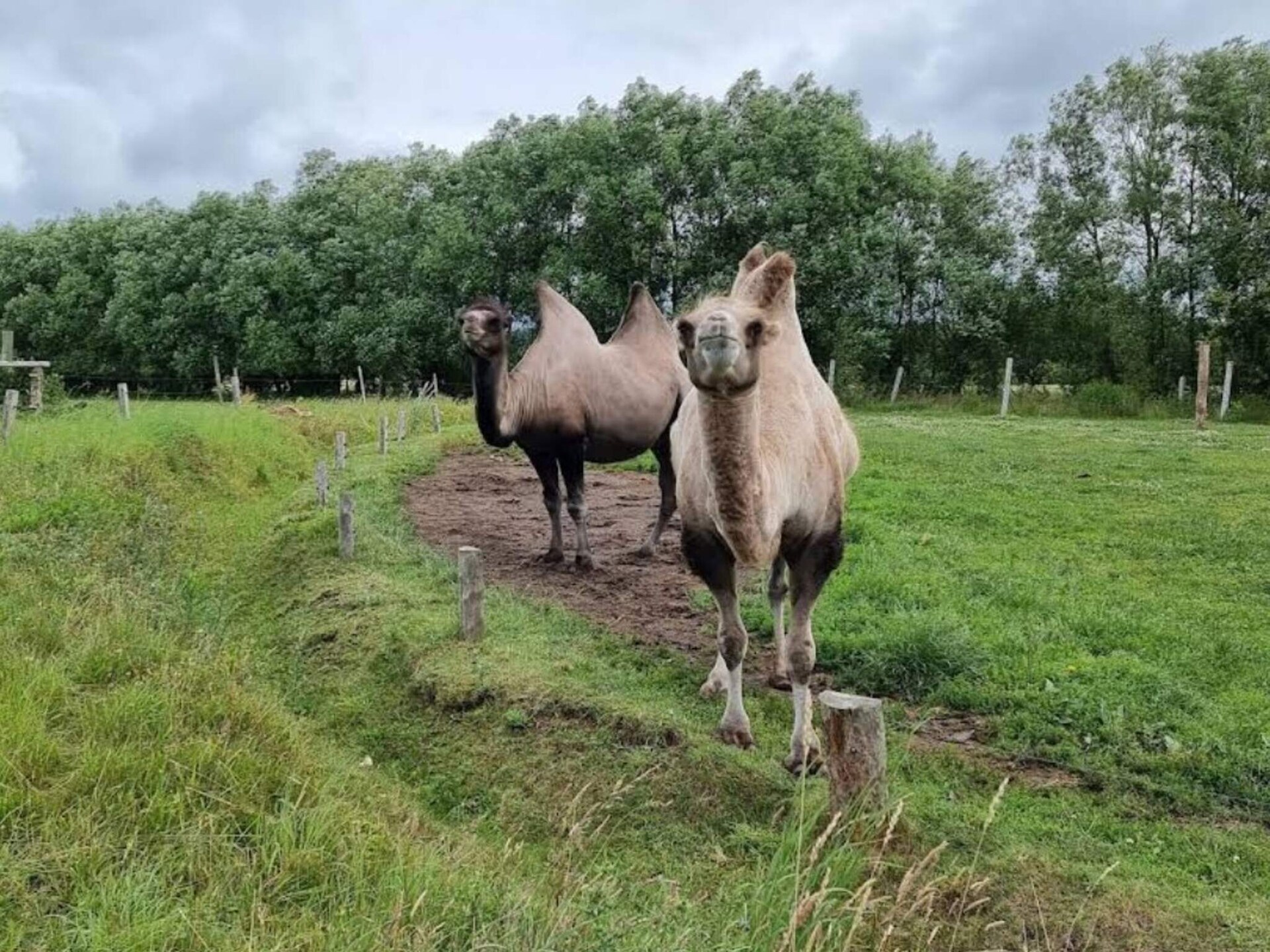 Rustgevend vakantiehuis in Grevinge nabij de Sejerø-baai - foto 11