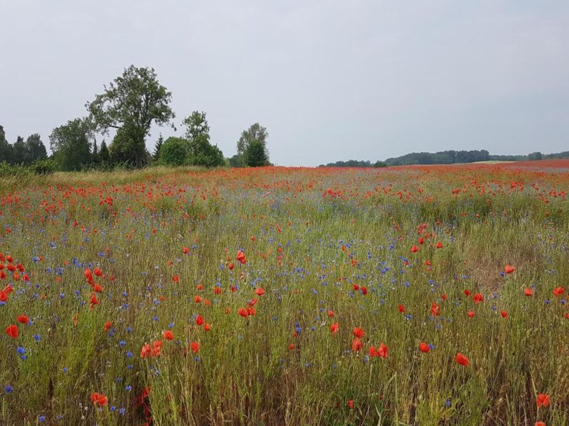 Vrijstaande stacaravan aan Goldberger See voor 3 personen met privétuin - foto 14