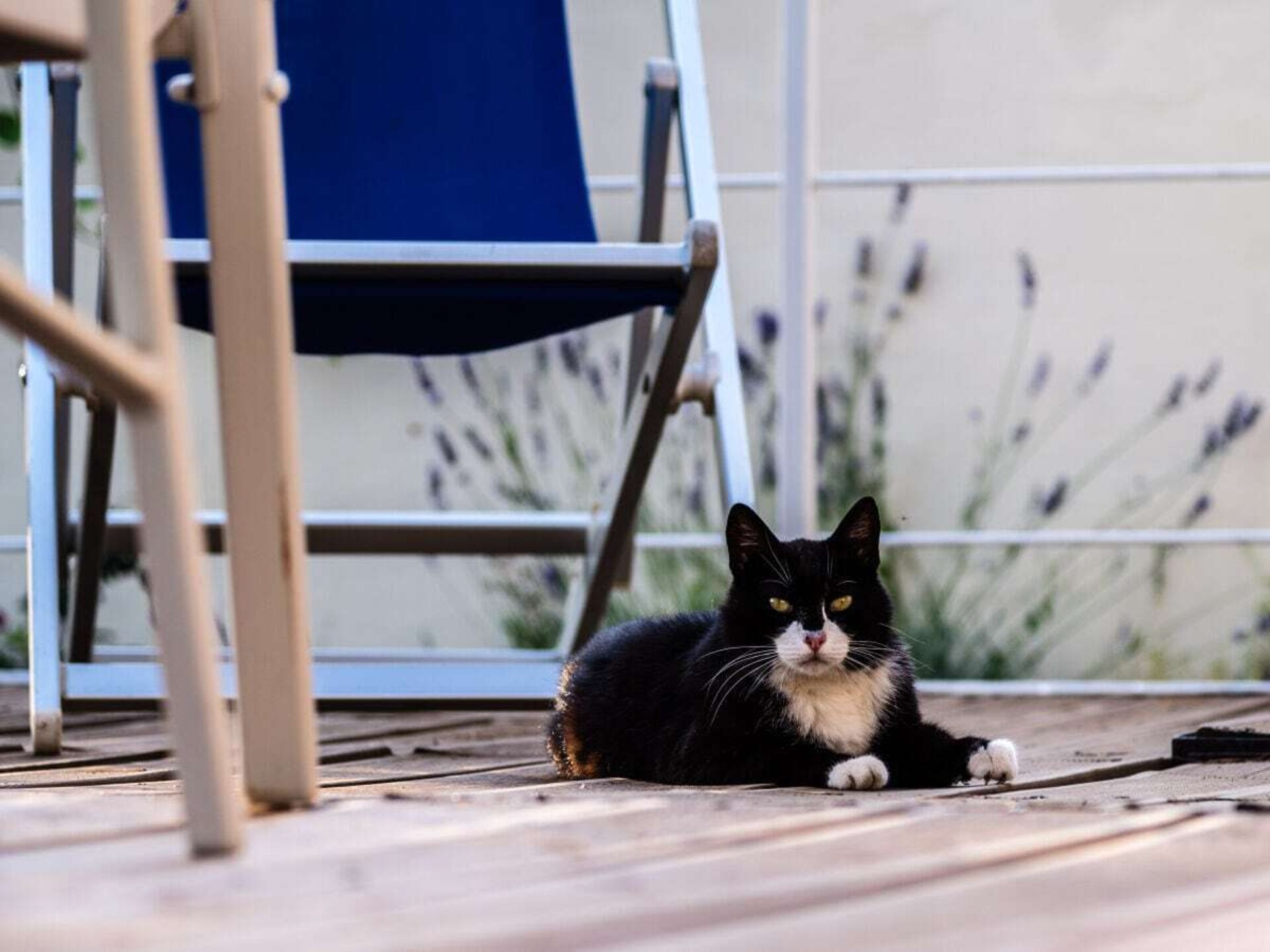 Licht appartement met zeezicht en terras nabij Montenero - foto 13