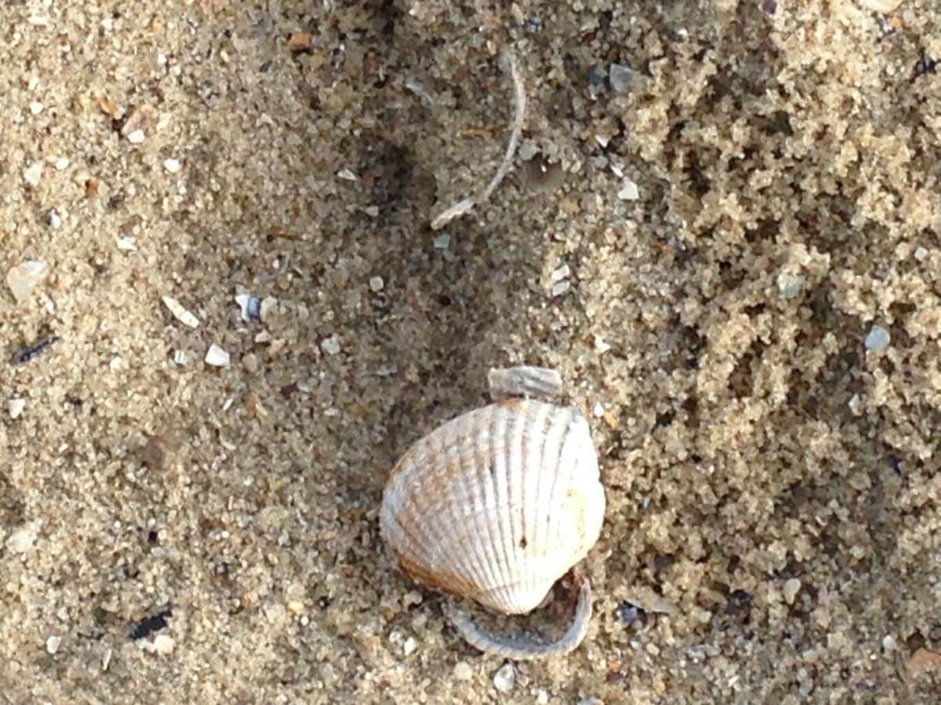 Knus vakantiehuis aan de dijk in Dornumersiel, vlakbij strand - foto 27