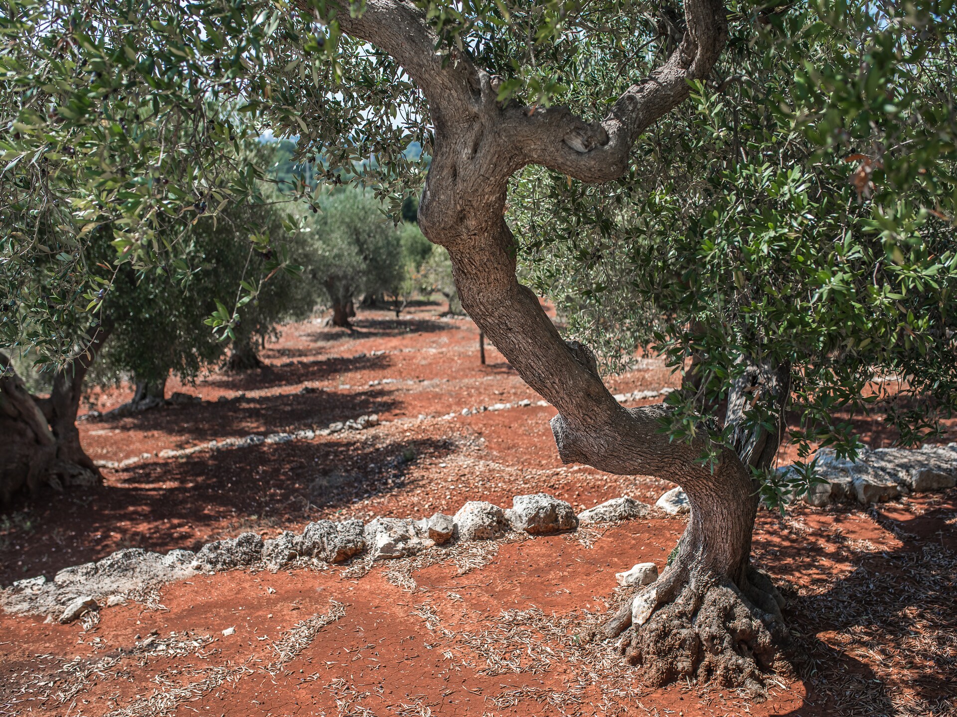 Luxury Trullo Termetrio: Authentiek verblijf met privézwembad in Cisternino - foto 29