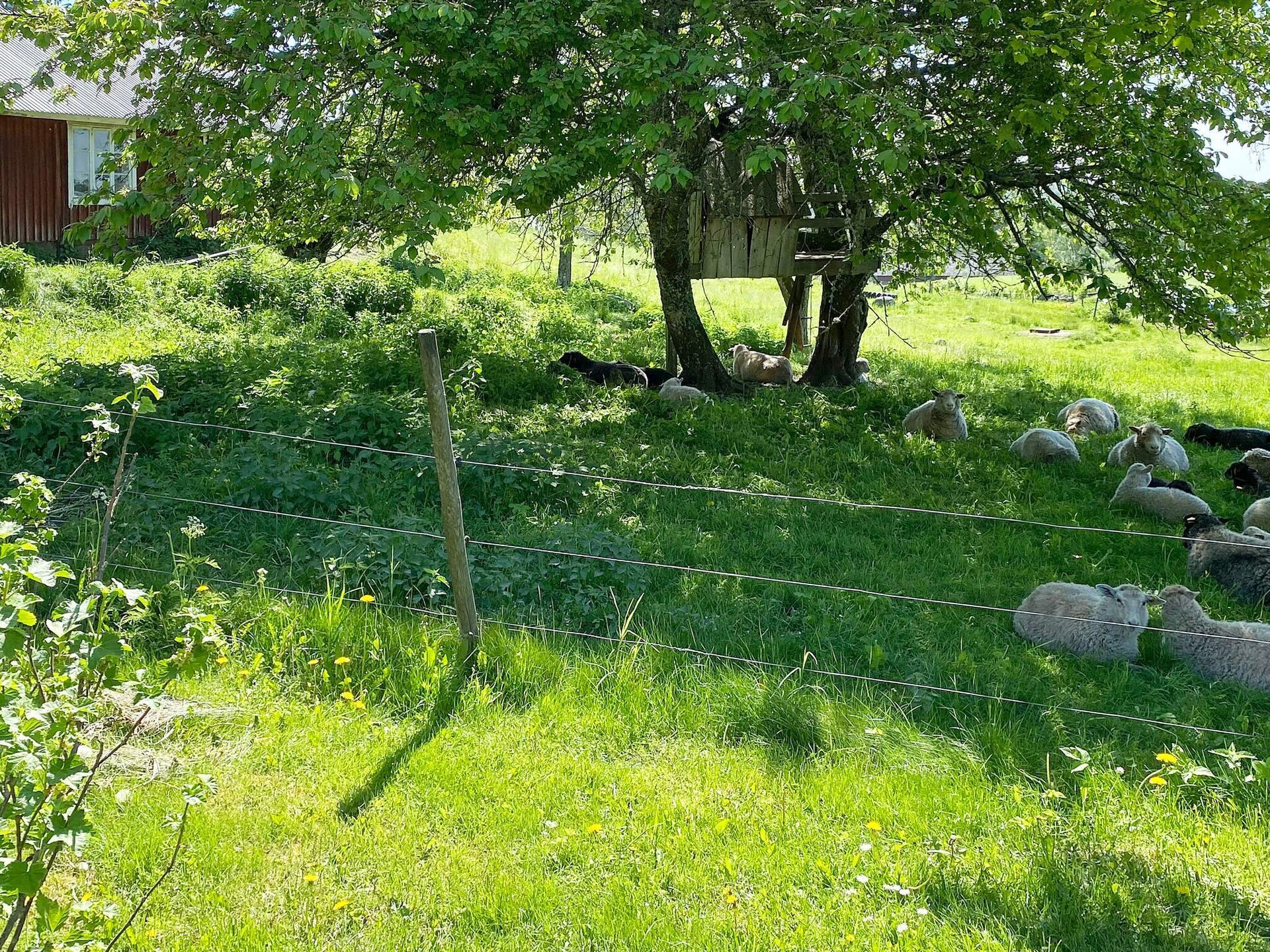 Authentieke Zweedse blokhut aan de golfbaan bij Anneby - foto 3