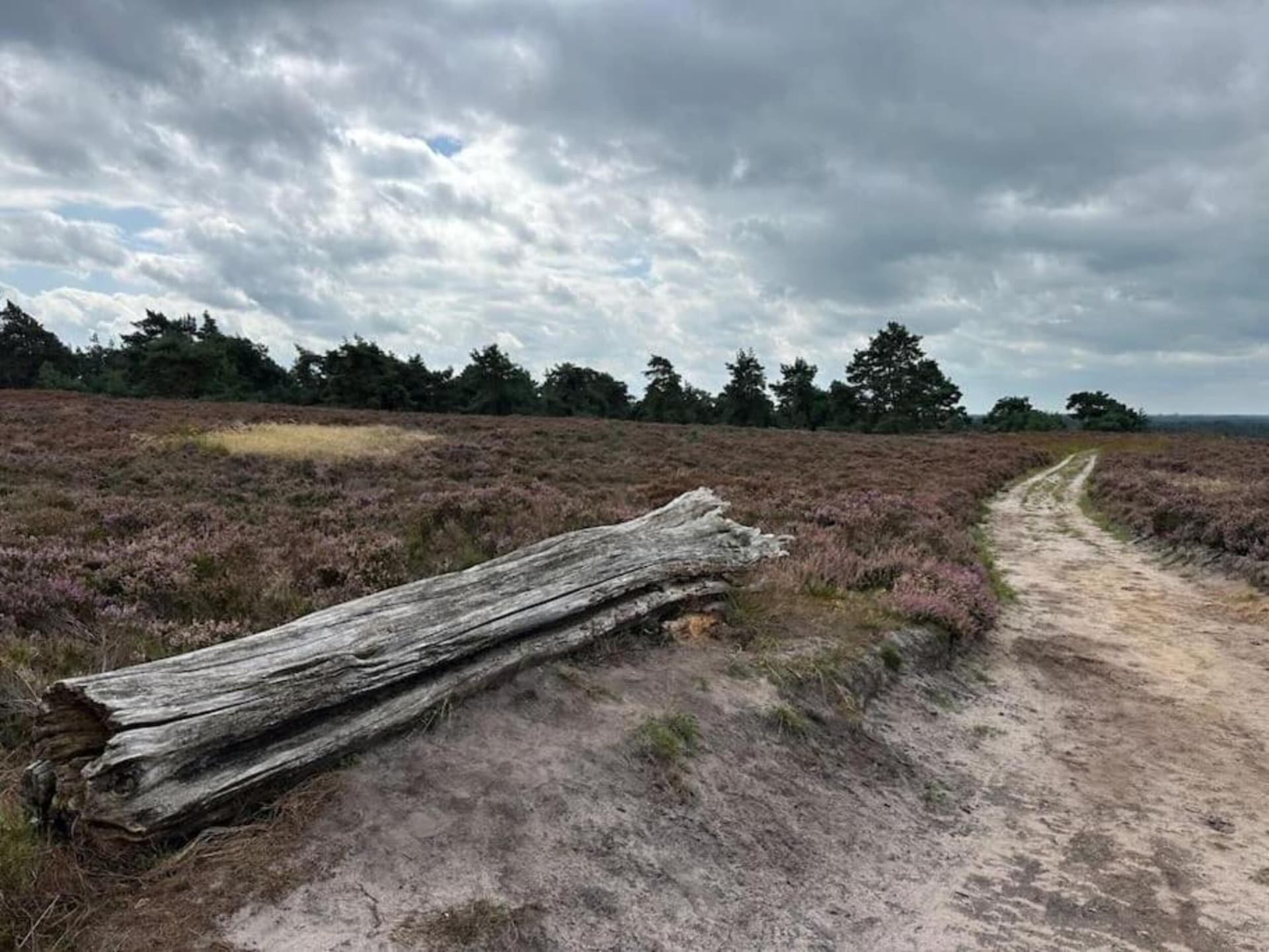 Vrijstaand vakantiehuis op Park Haarle, midden in de Sallandse natuur - foto 18