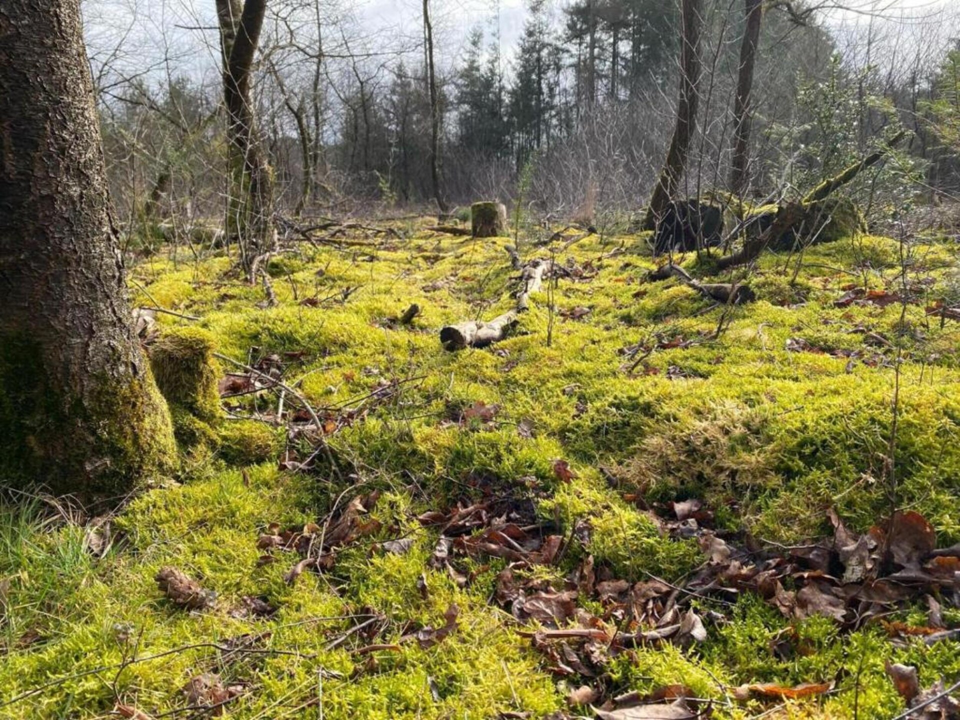 Vrijstaand vakantiehuis op Park Haarle, midden in de Sallandse natuur - foto 32