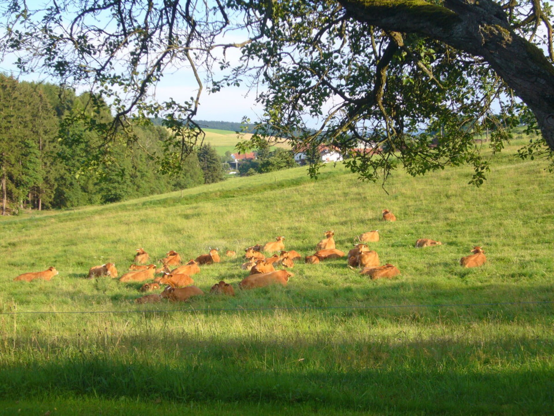 Vakantiehuis bij eigen recreatiemeer in het Odenwald - foto 20