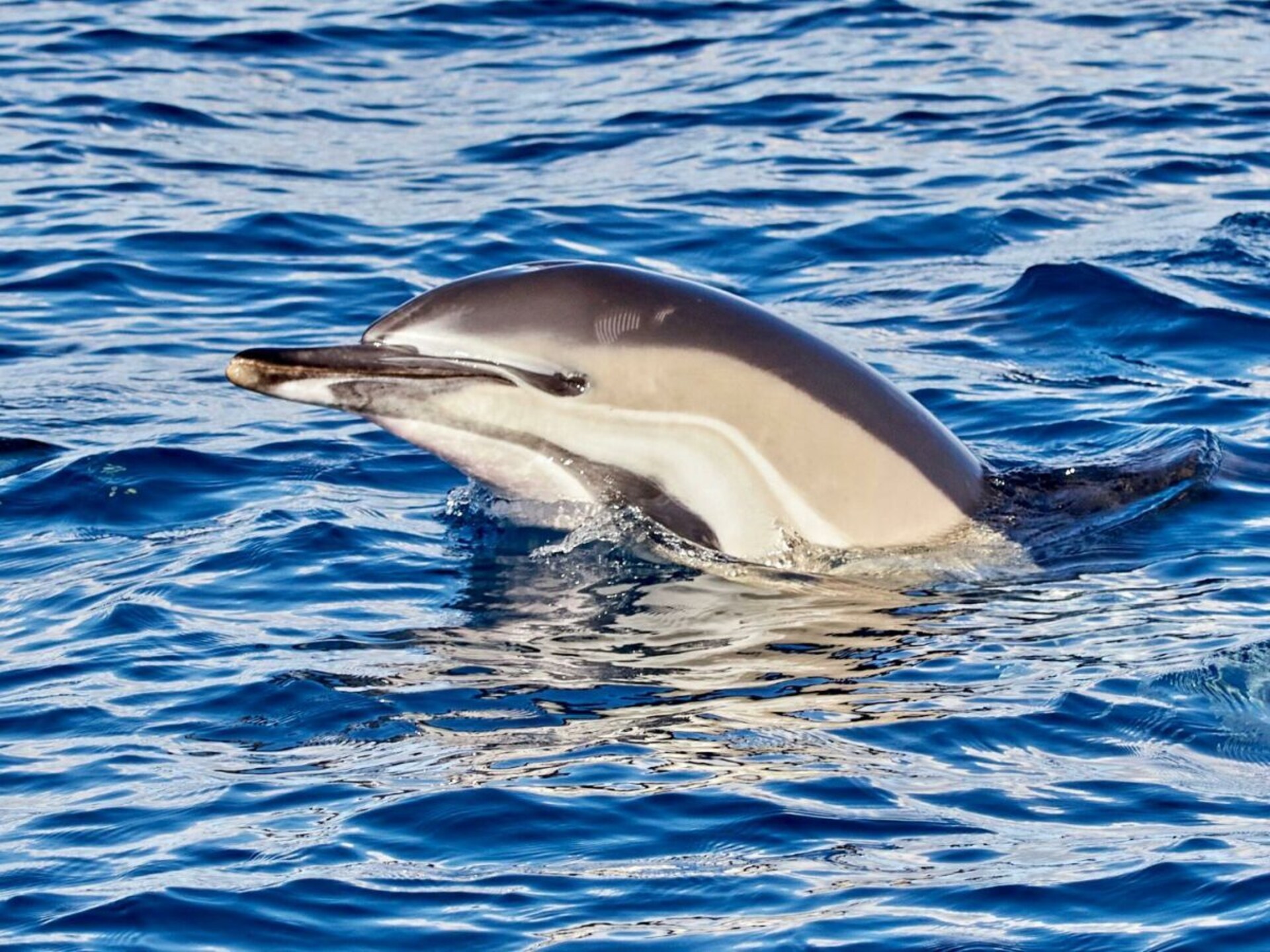 Fisherhouse23: Authentiek vissershuisje in Câmara de Lobos, Madeira - foto 32