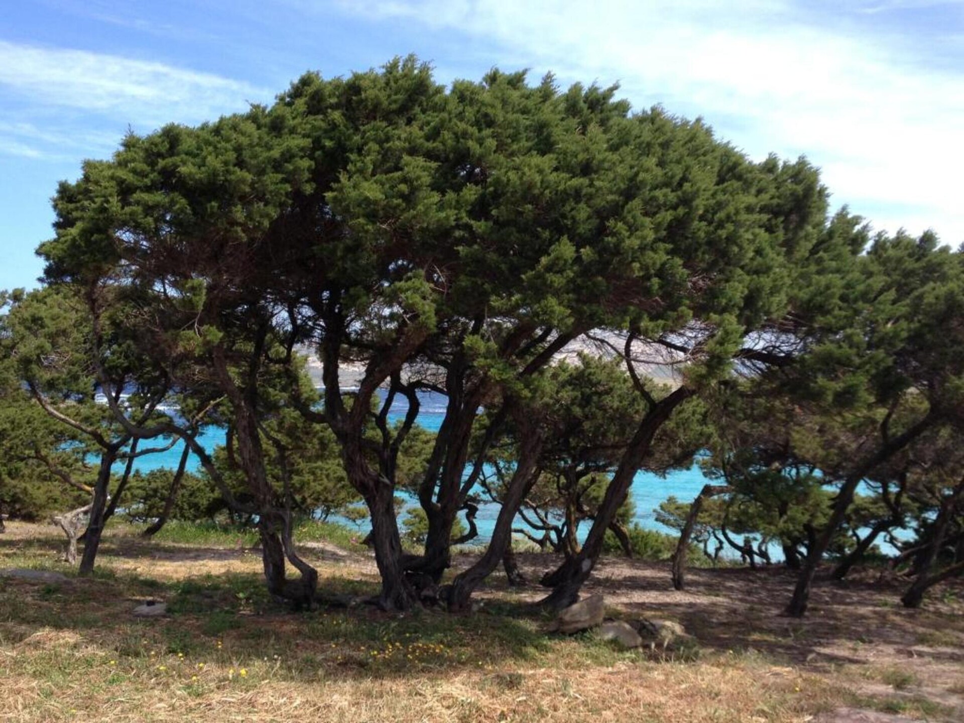 Vrijstaande villa met tuin in Stintino, 200 meter van de zee - foto 40