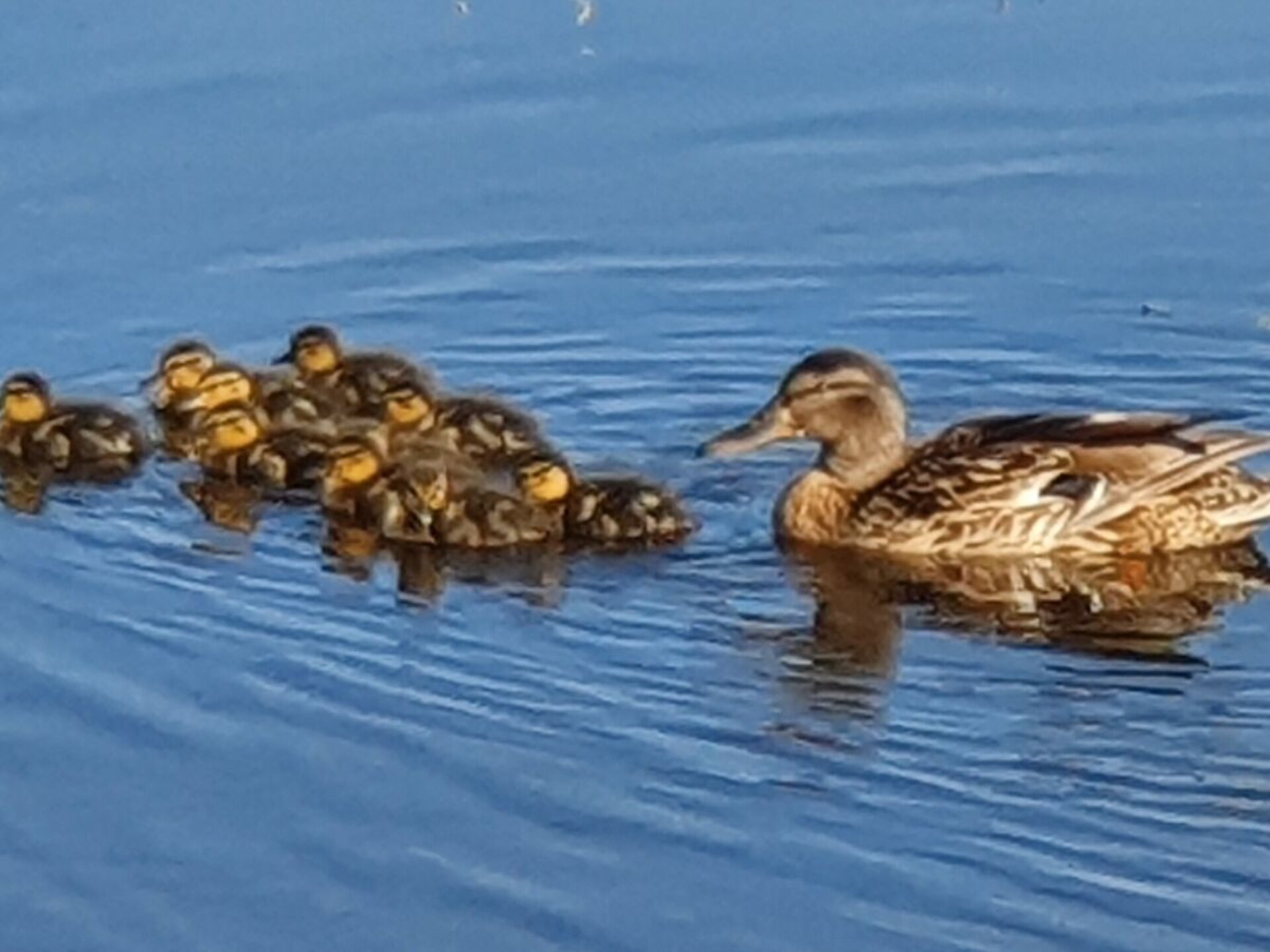 Gezellig familiehuis op woonpark, op 1 km van strand en centrum Callantsoog - foto 21