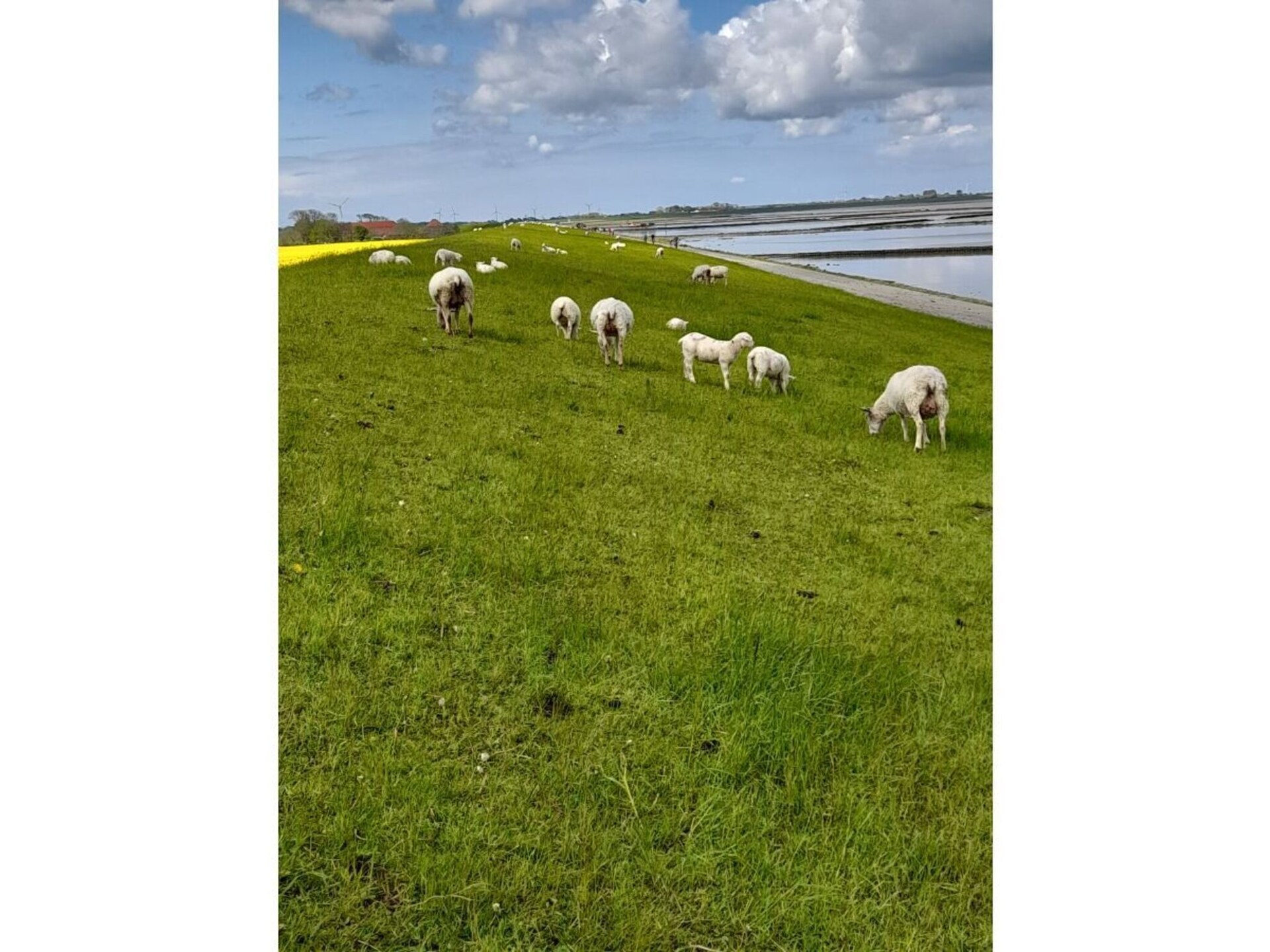 Vakantiewoning Friesengold: direct aan de dijk in Bensersiel - foto 34