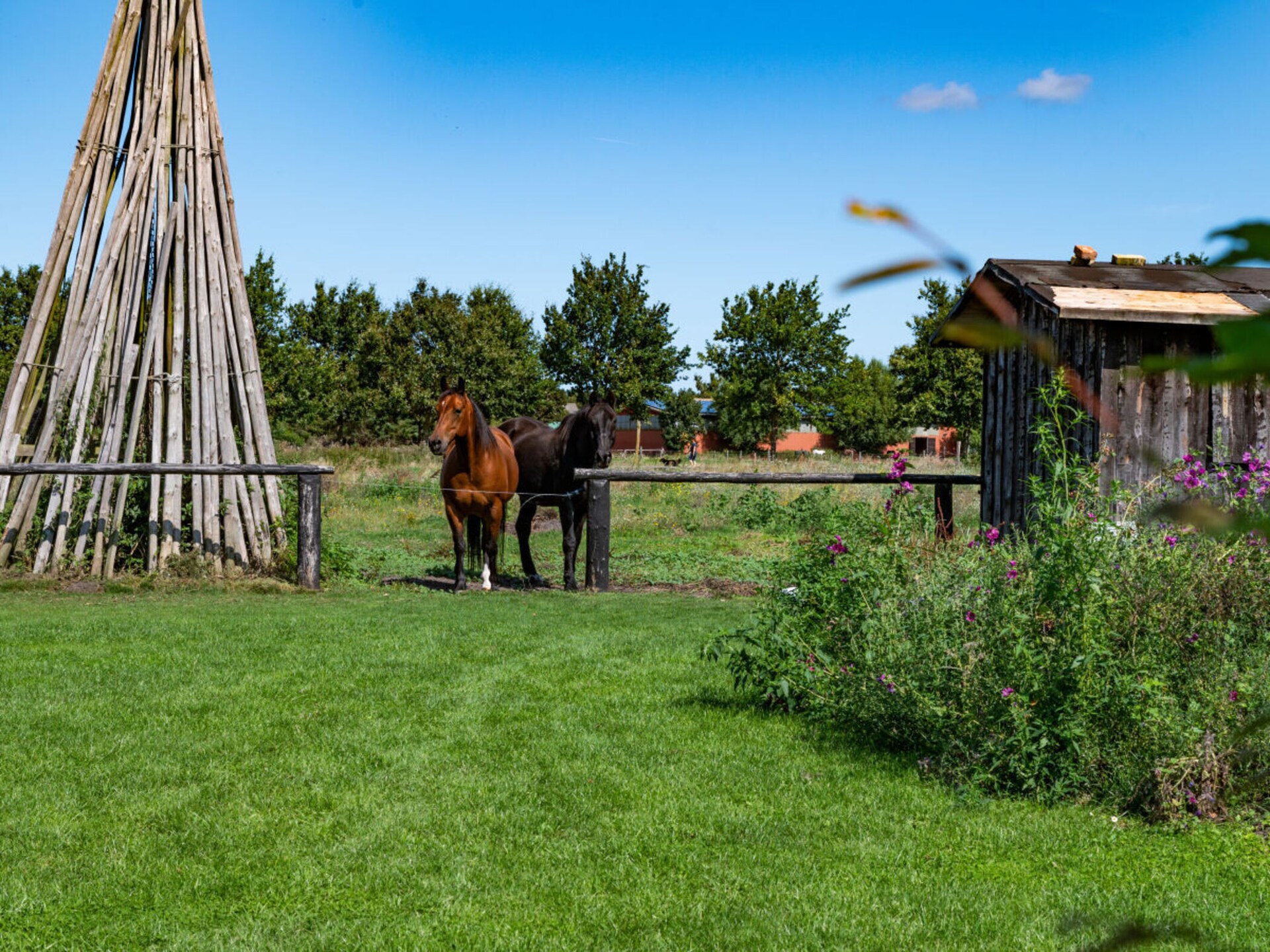 Ecologisch vakantiehuis Born met sauna, dakterras en eigen kippen voor 8 personen - foto 25