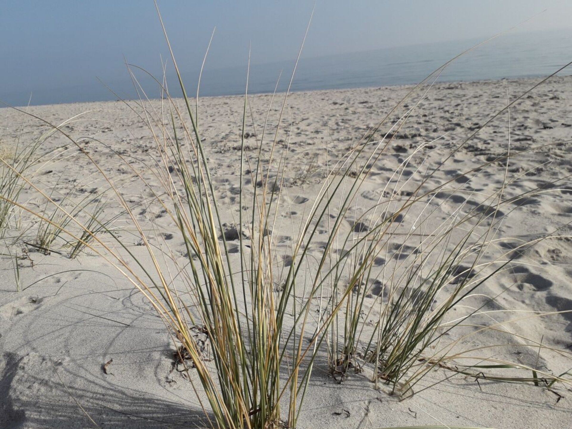 Hondvriendelijk vakantiehuis aan de bosrand in Scharbeutz - foto 23