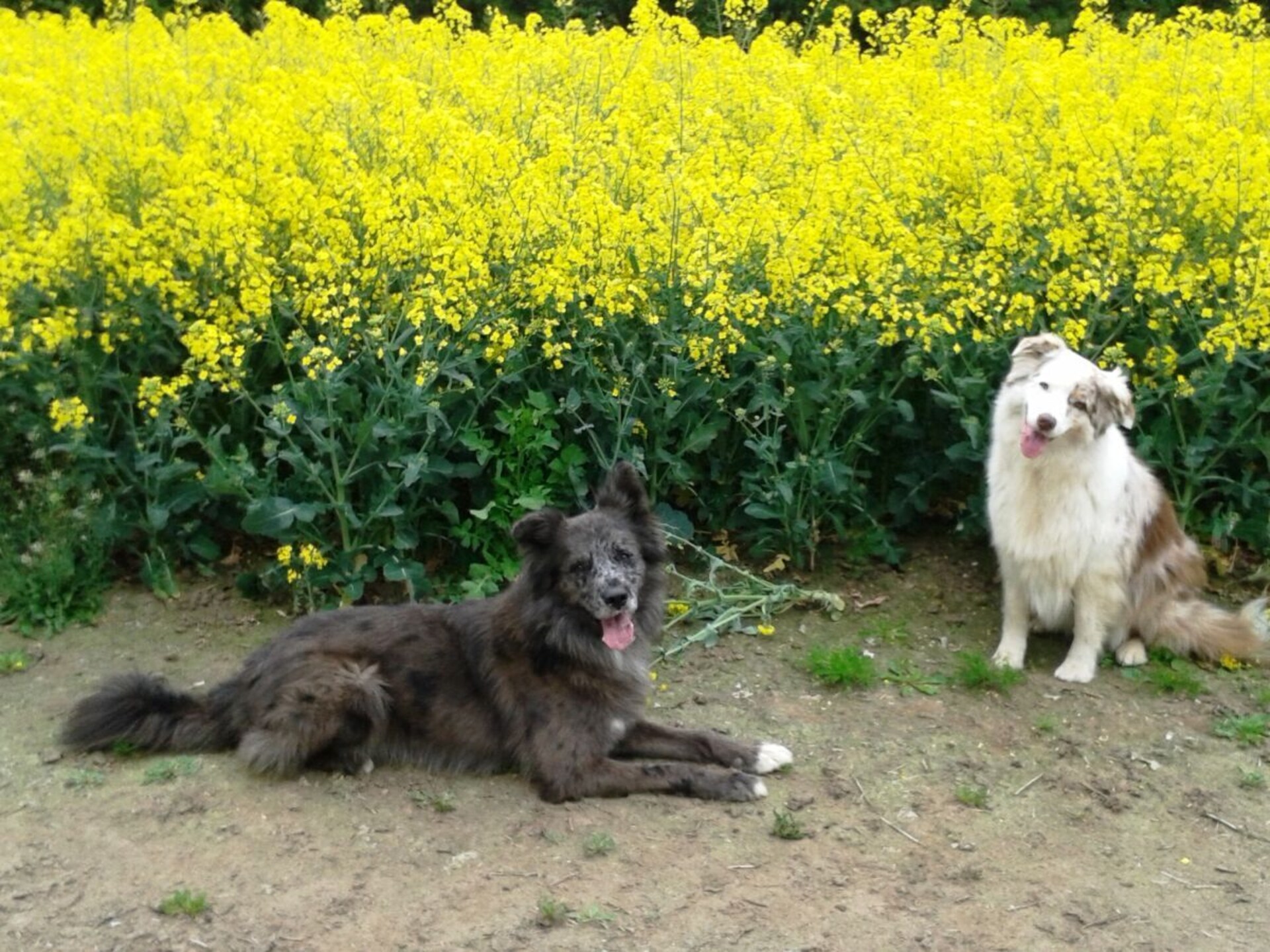 Hondvriendelijk vakantiehuis aan de bosrand in Scharbeutz - foto 25