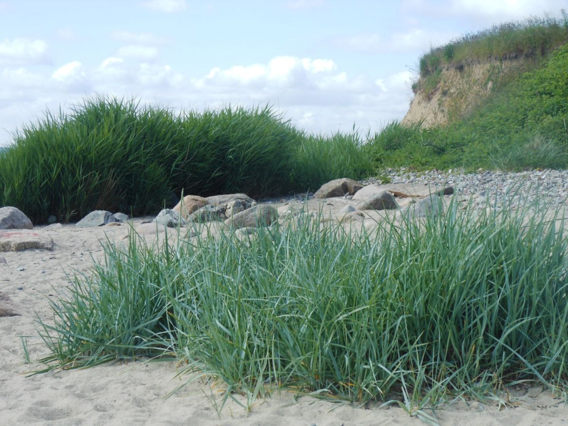 Hondvriendelijk vakantiehuis aan de bosrand in Scharbeutz - foto 26