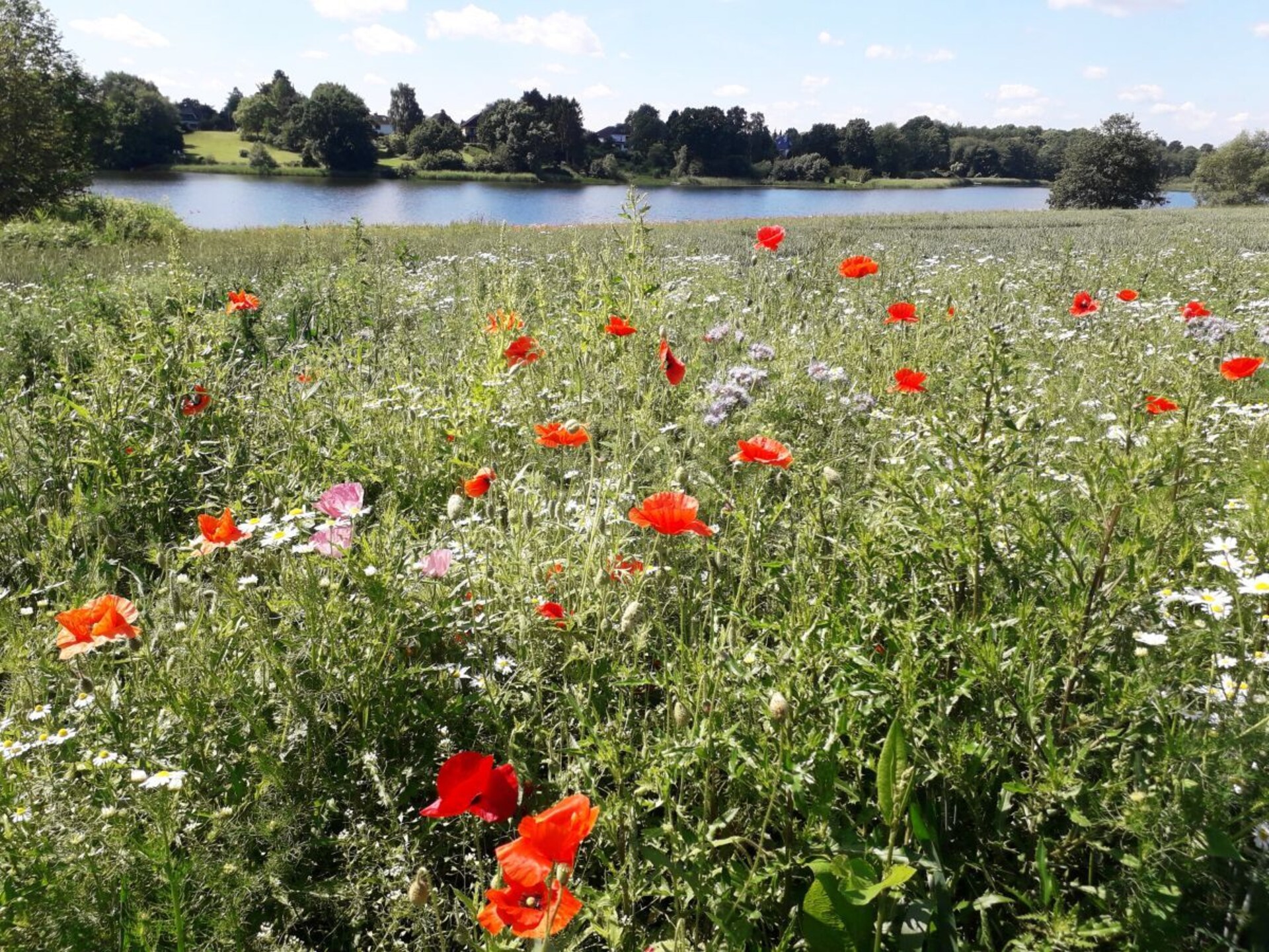 Hondvriendelijk vakantiehuis aan de bosrand in Scharbeutz - foto 27