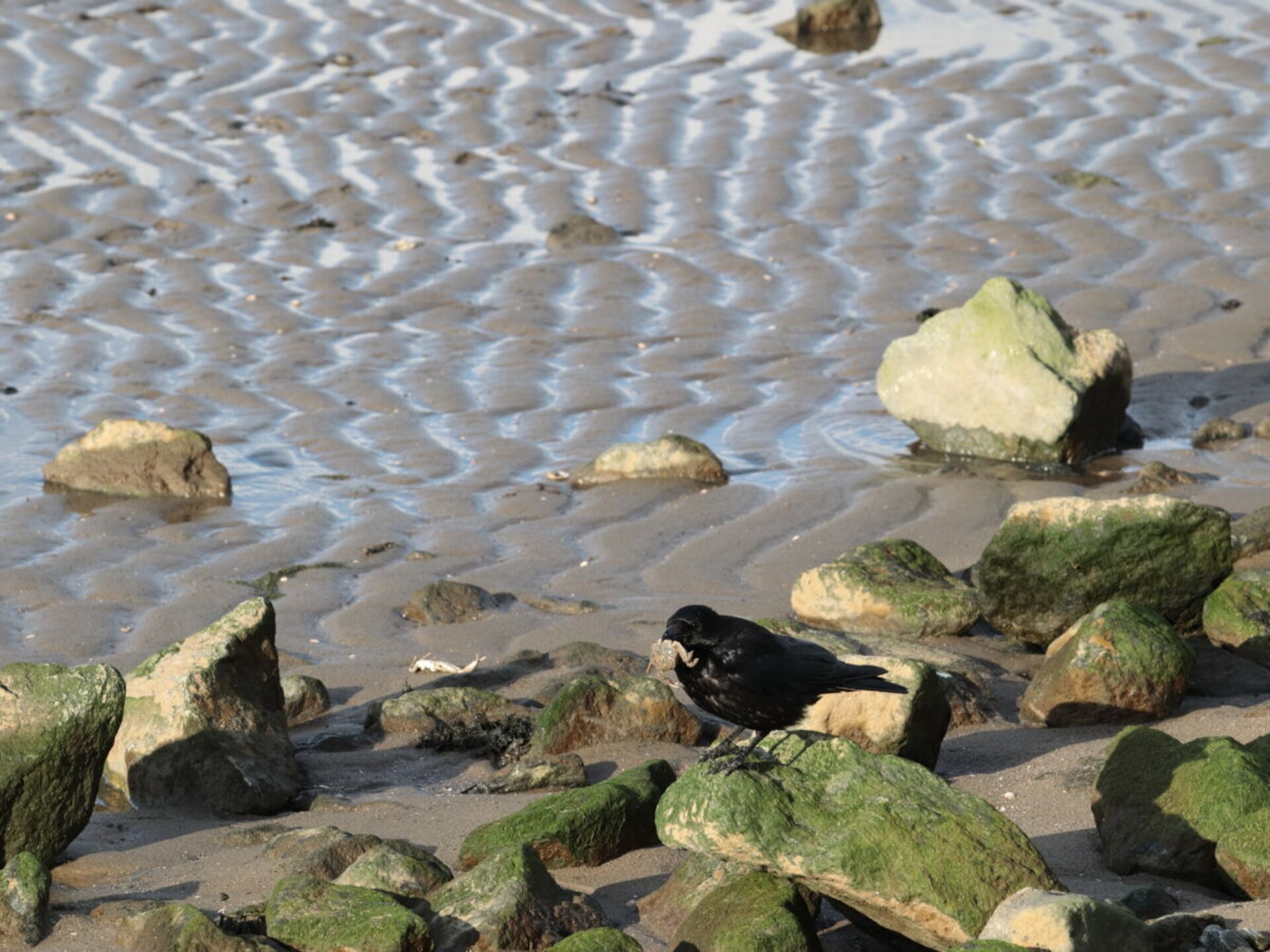 Knus vakantiehuis op 500 meter van de Waddenzee in Otterndorf - foto 27