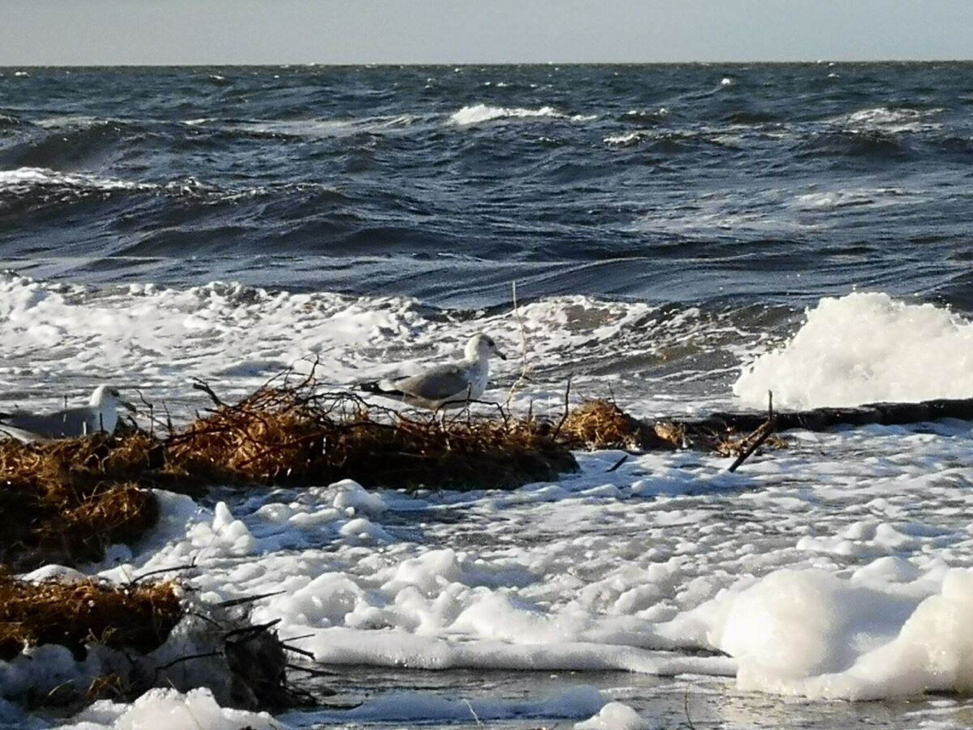 Landelijk vakantiehuis met rieten dak in Born a. Darß, 6 personen - foto 27