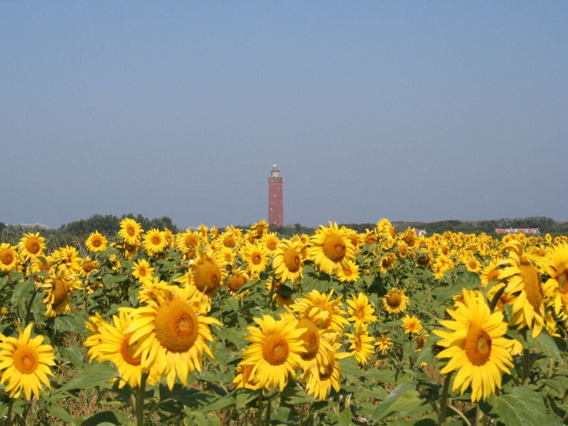 Knus vakantiehuis met hond nabij strand van Ouddorp - foto 20