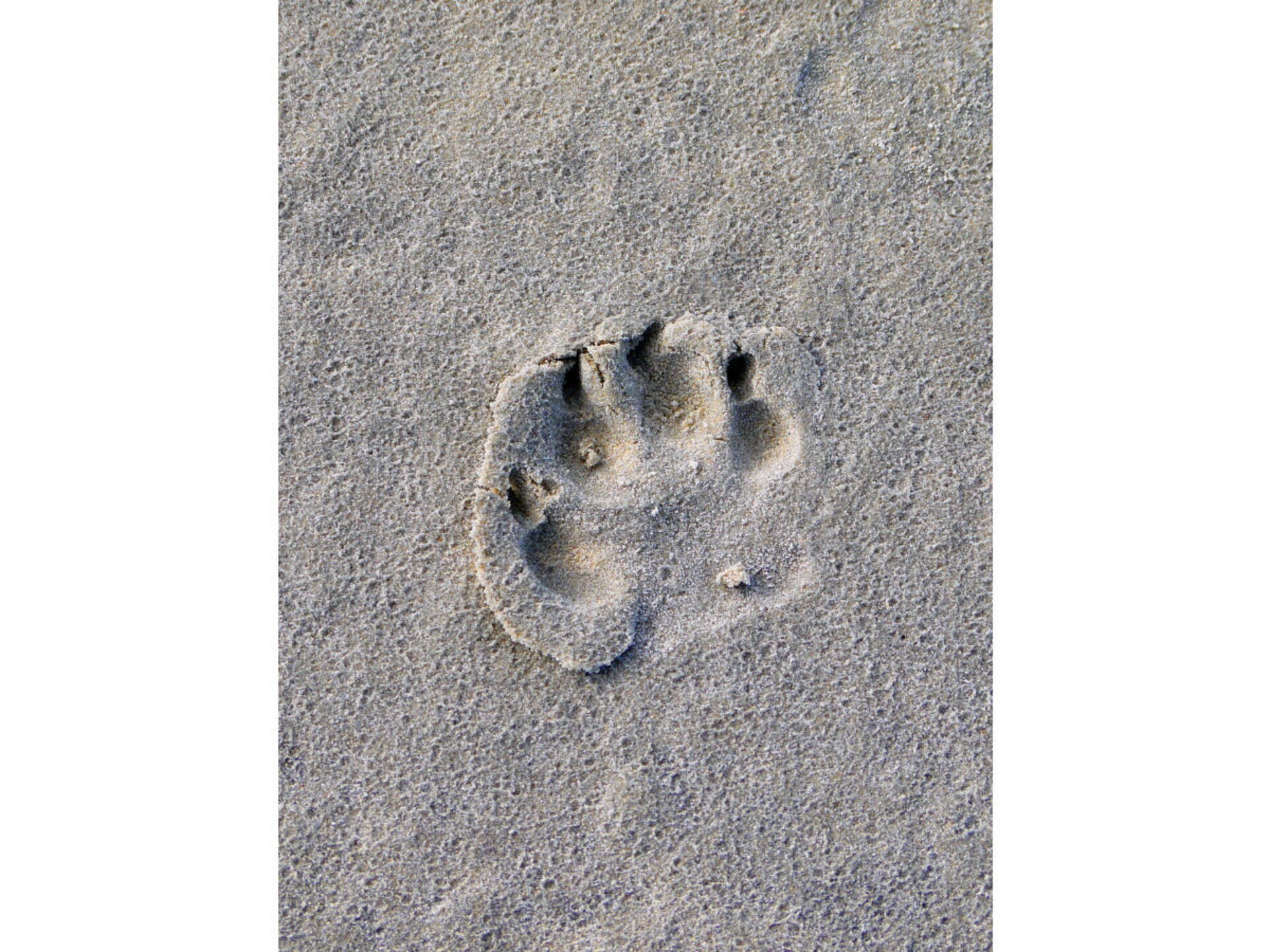Vakantiehuis Wiesenblick in Sankt Peter-Ording voor 4 personen, hond welkom - foto 15