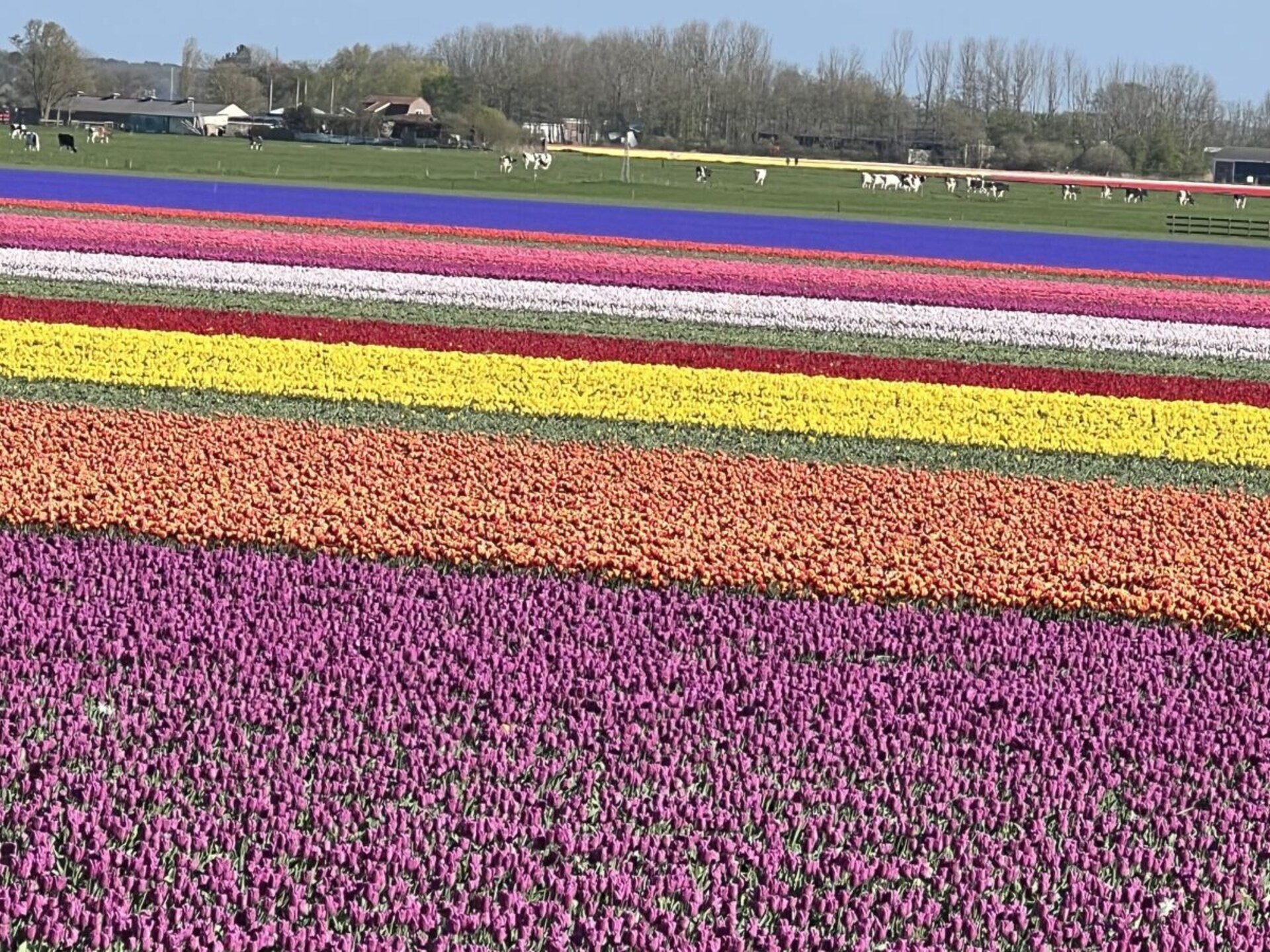 Beach Villa Juliana: sfeervol vakantiehuis met omheinde tuin, 1 km van zee - foto 17