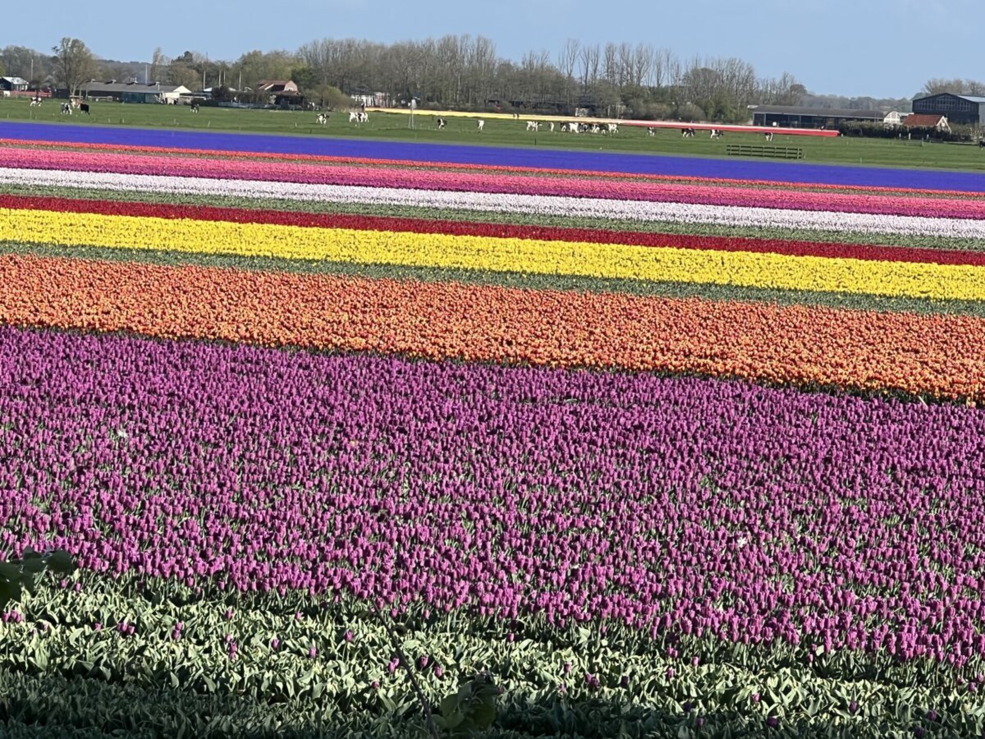 Beach Villa Juliana: sfeervol vakantiehuis met omheinde tuin, 1 km van zee - foto 18