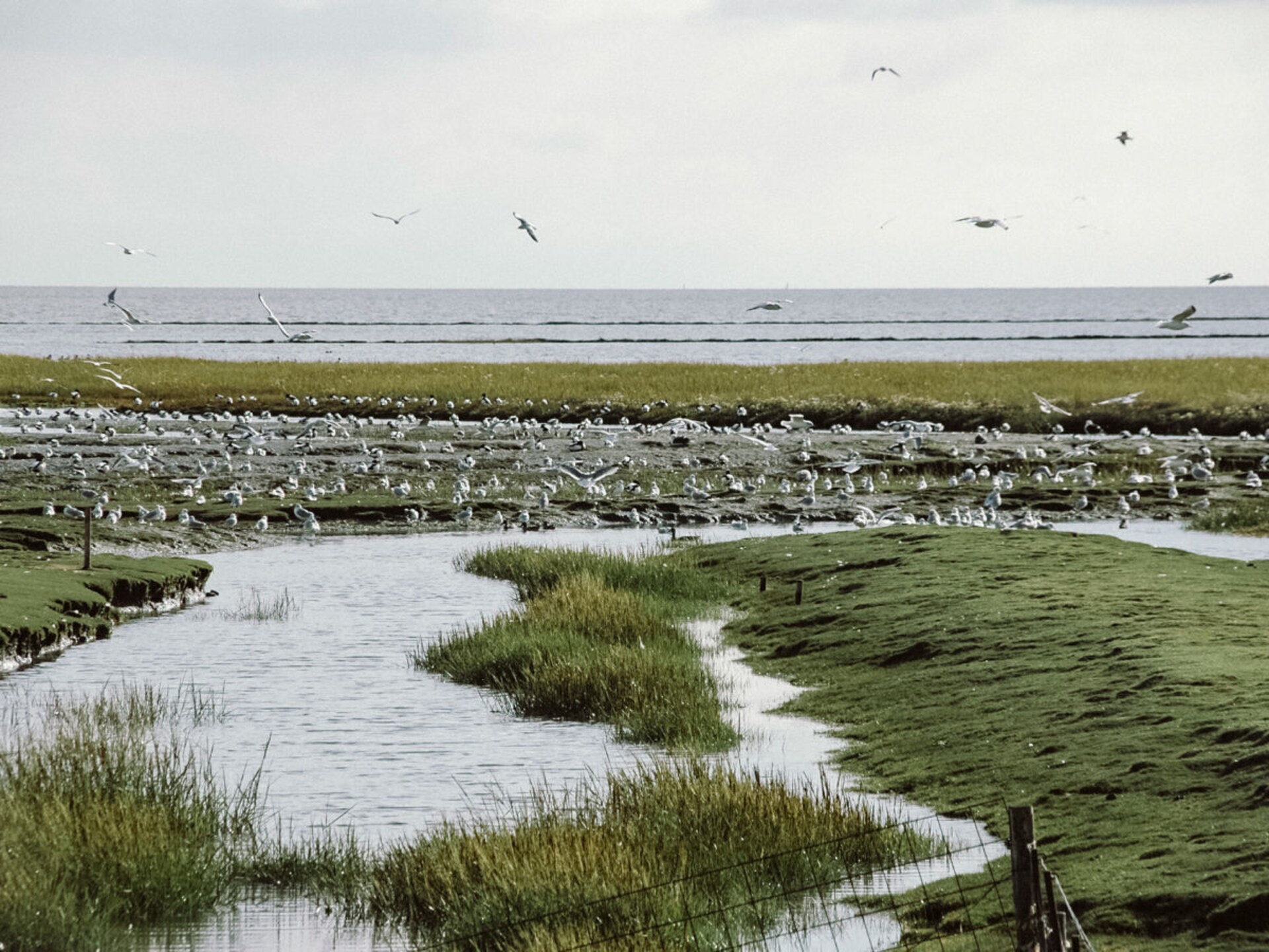 Huus Uelvesbüll: Idyllisch vakantiehuis met Waddenzee-uitzicht in Noord-Friesland - foto 17