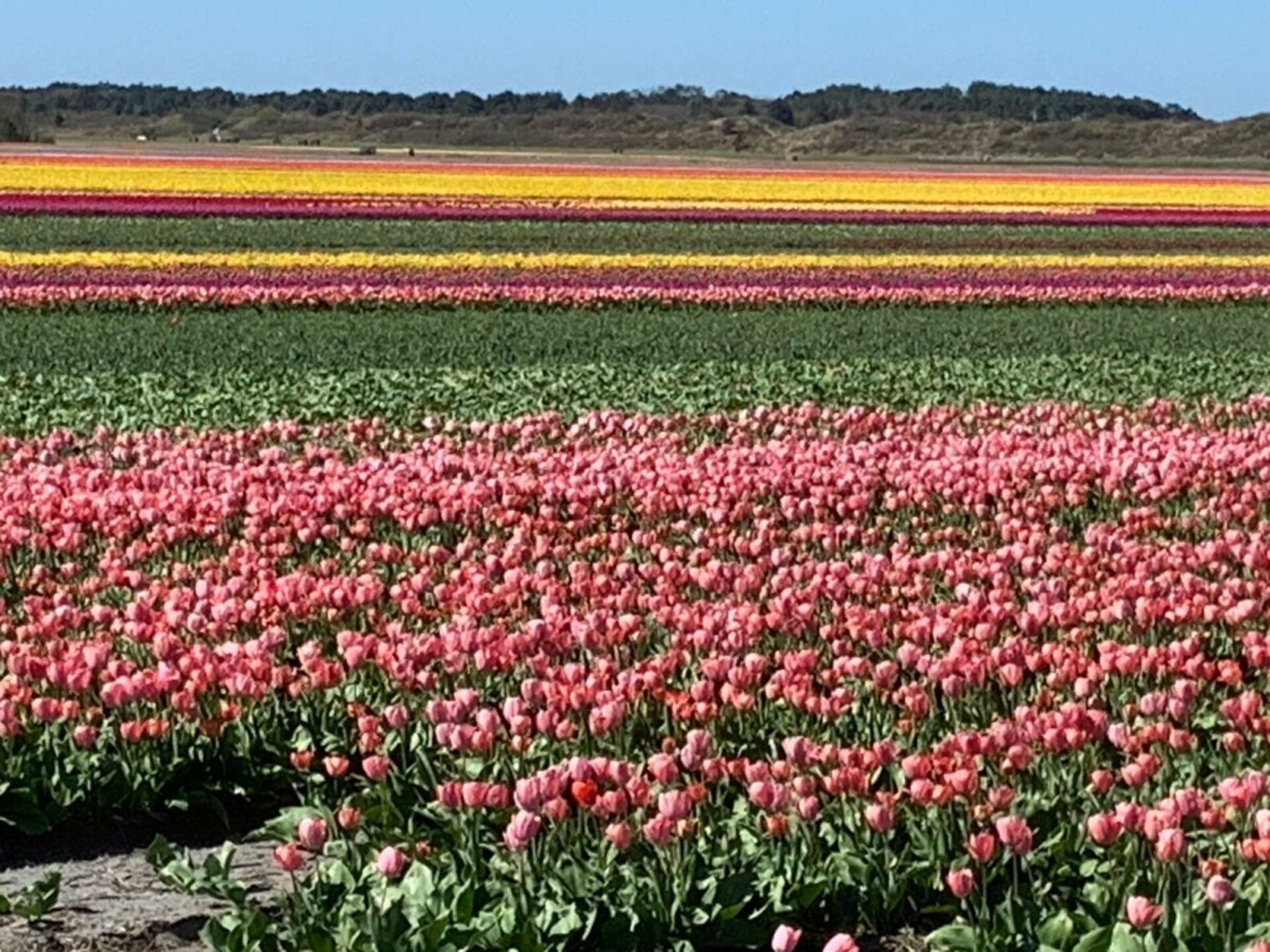 Gezellig vakantiehuis bij Sint Maartenzee, 800m van centrum, hond welkom - foto 23
