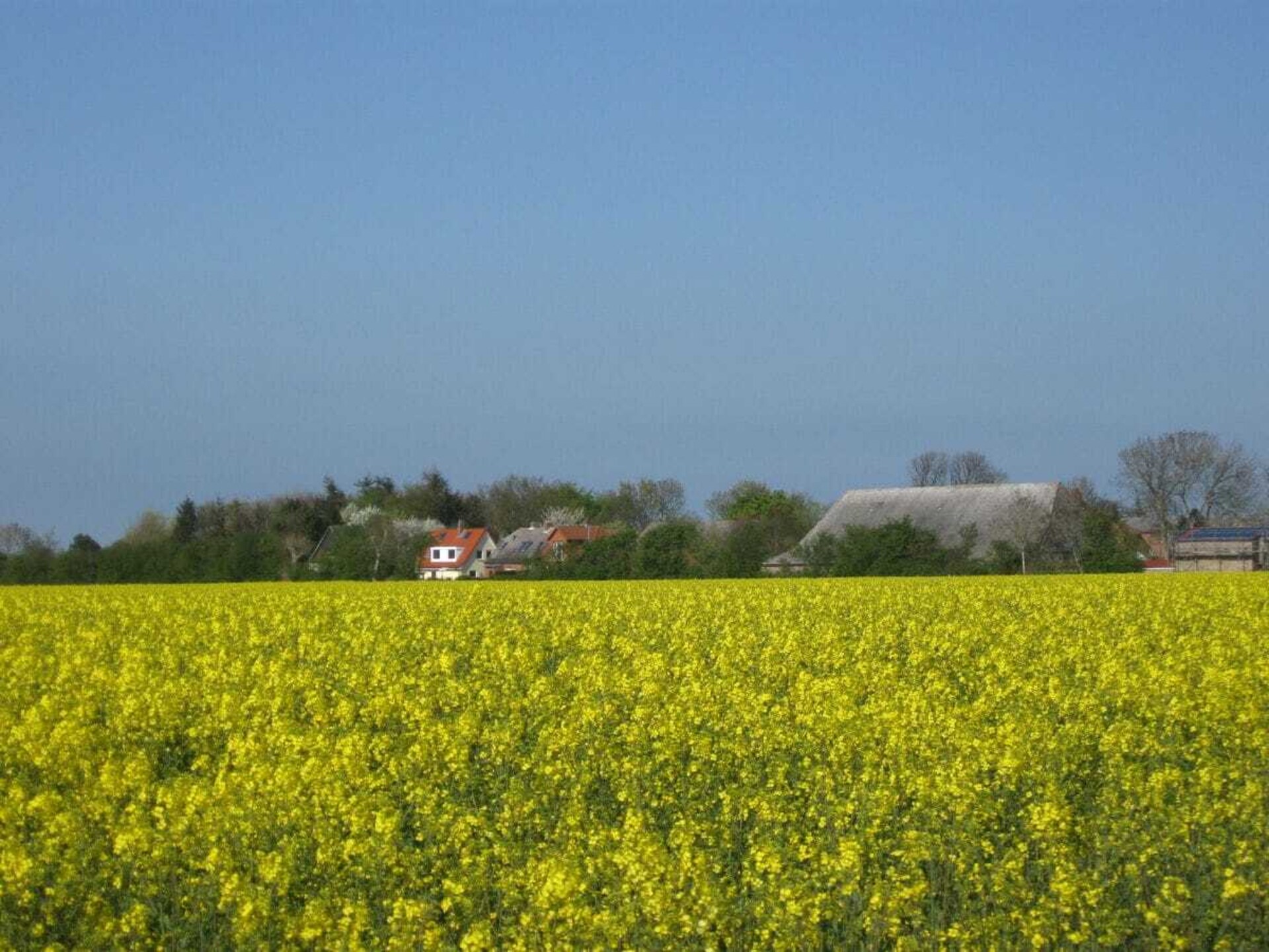 Licht vakantiehuis op Fehmarn, 1 km van natuurstrand Püttsee - foto 25