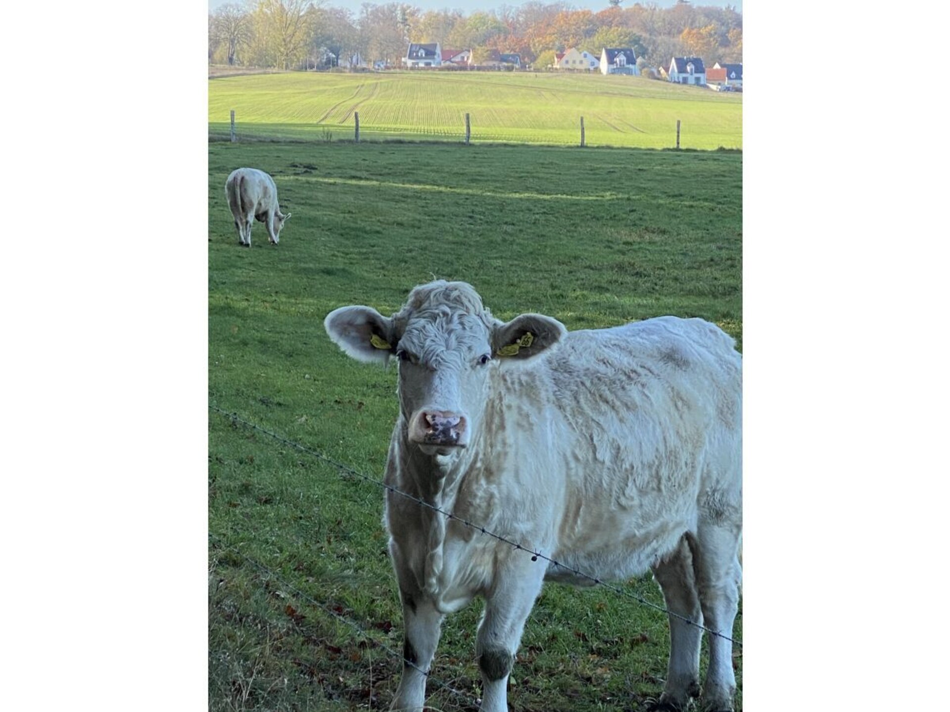 Ruim vakantiehuis met wellnessbadkamers en uitzicht op de natuur in Göhren-Lebbin - foto 34