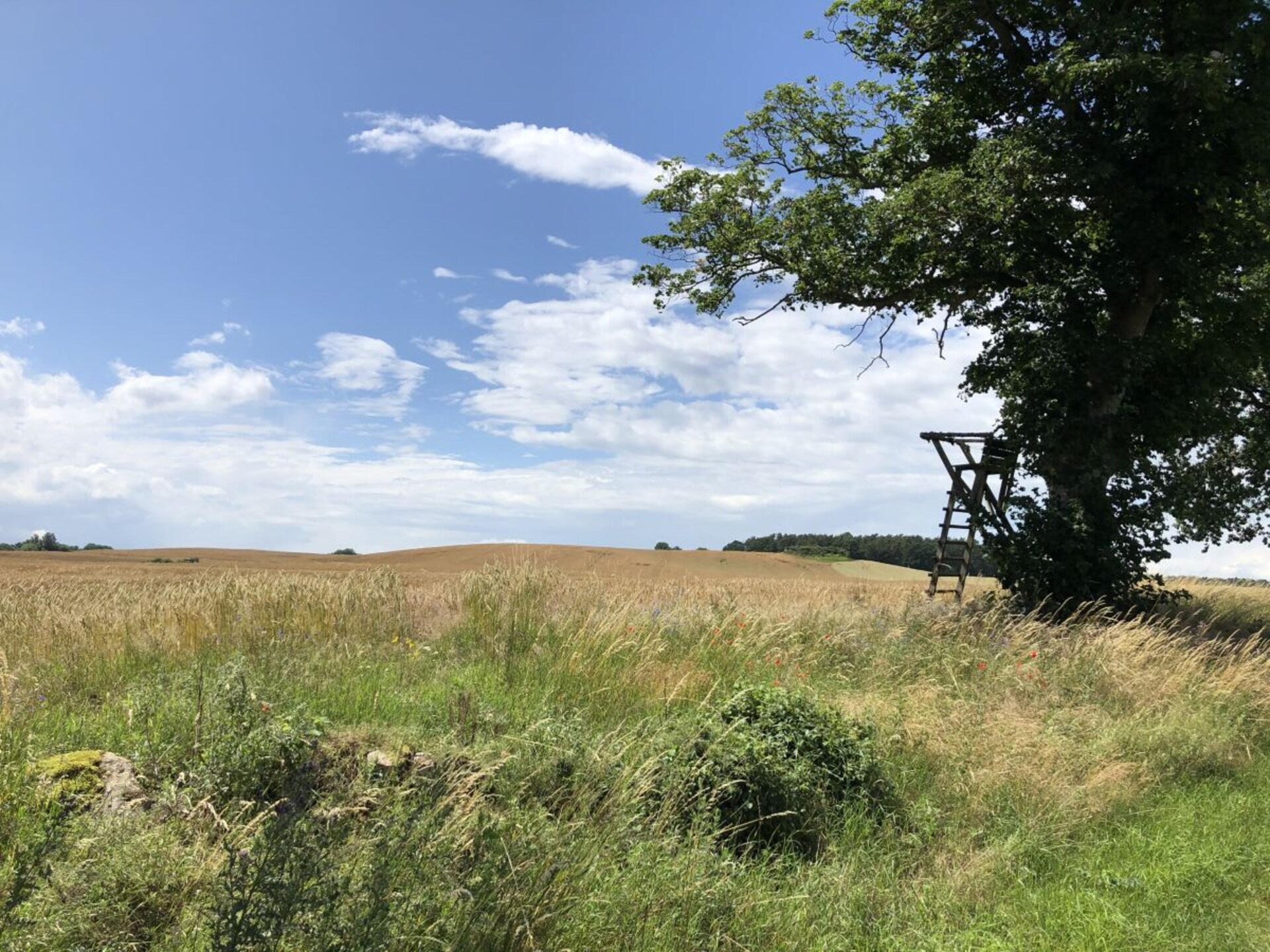 Ruim vakantiehuis met wellnessbadkamers en uitzicht op de natuur in Göhren-Lebbin - foto 35