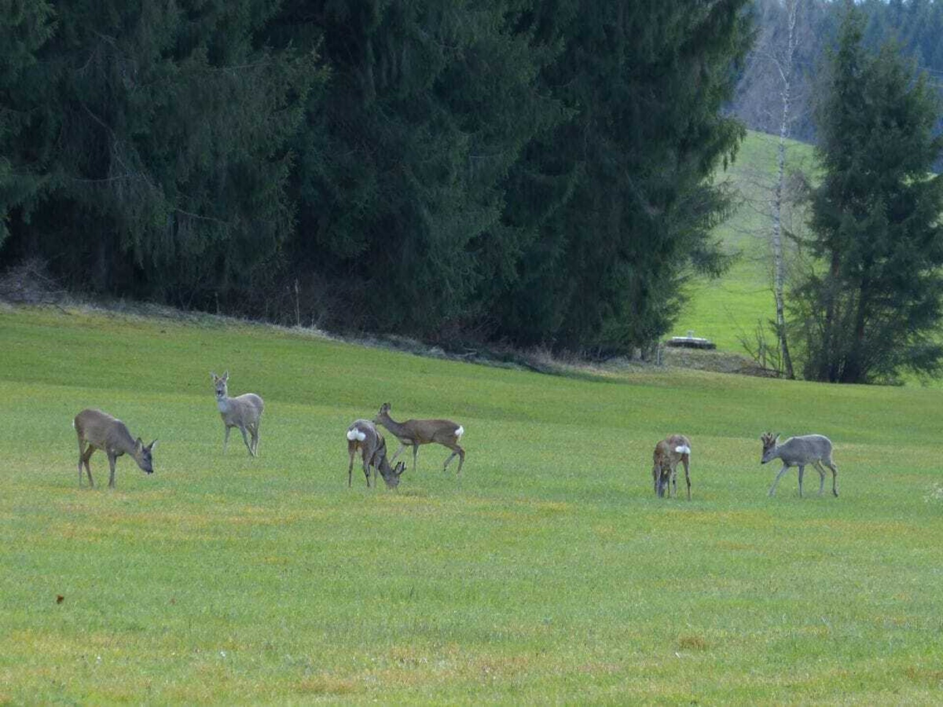 Authentiek Alpenverblijf in Sulzberg – Ruimte, rust en natuur nabij de skipiste - foto 21