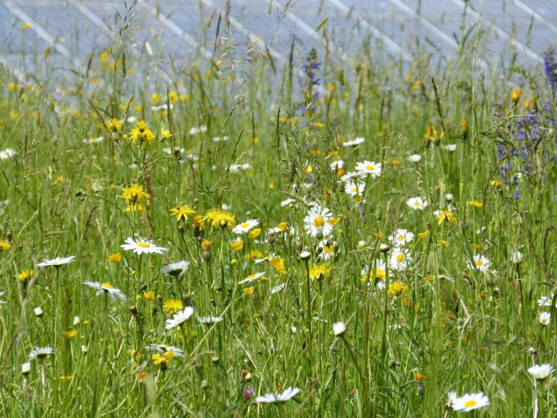 Authentiek Alpenverblijf in Sulzberg – Ruimte, rust en natuur nabij de skipiste - foto 23