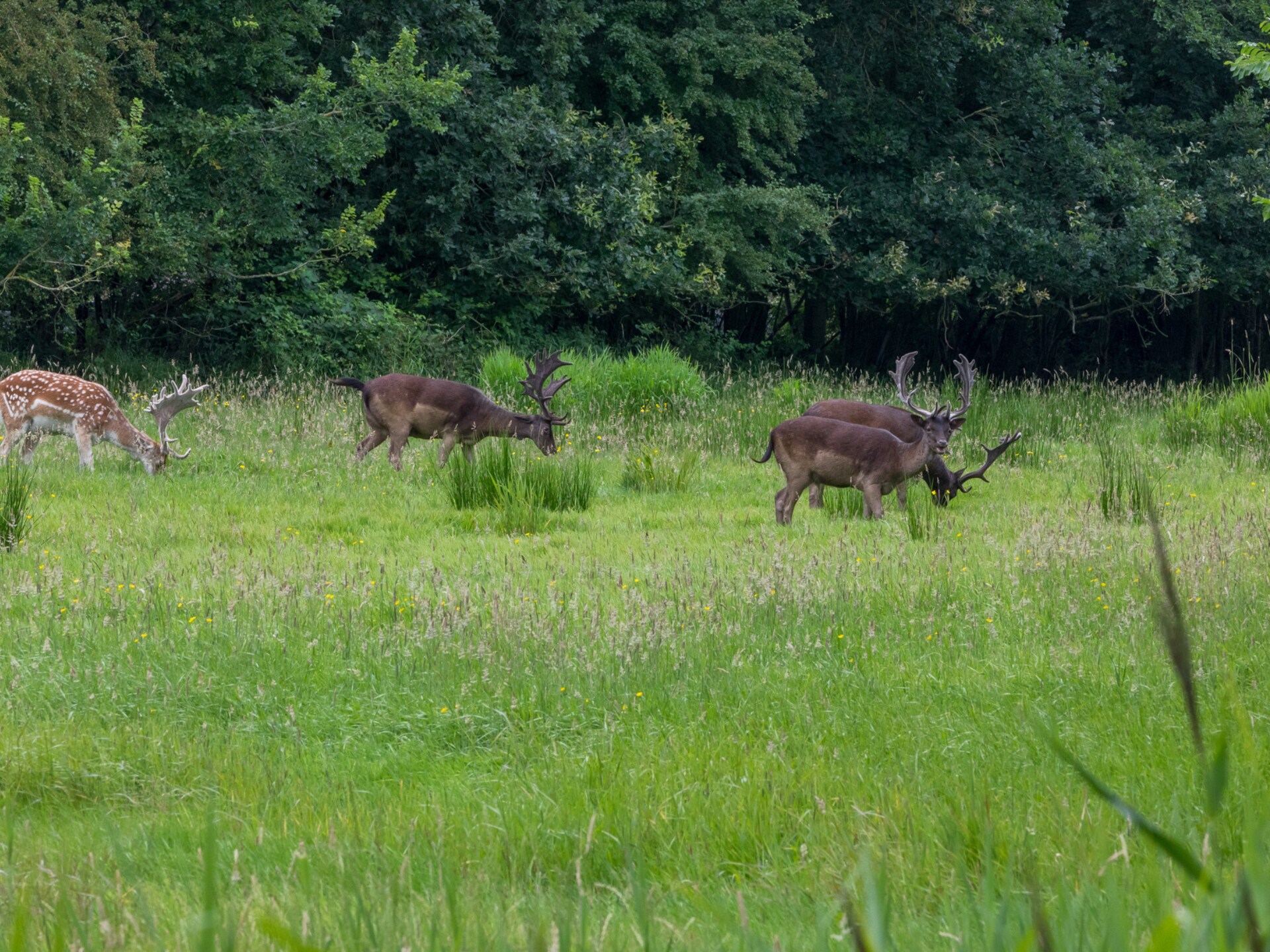 Vrijstaand vakantiehuis met tuin, 1,9 km van strand Oostkapelle - foto 28