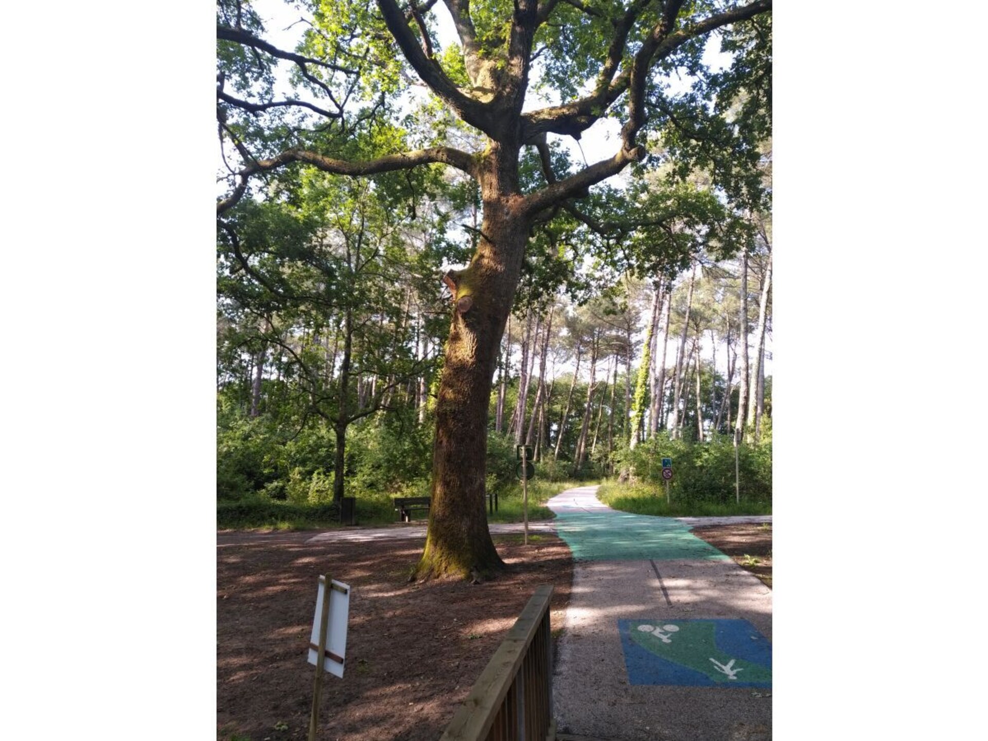 Op 800m van het centrum: gezellig vakantiehuis in Soustons - foto 29