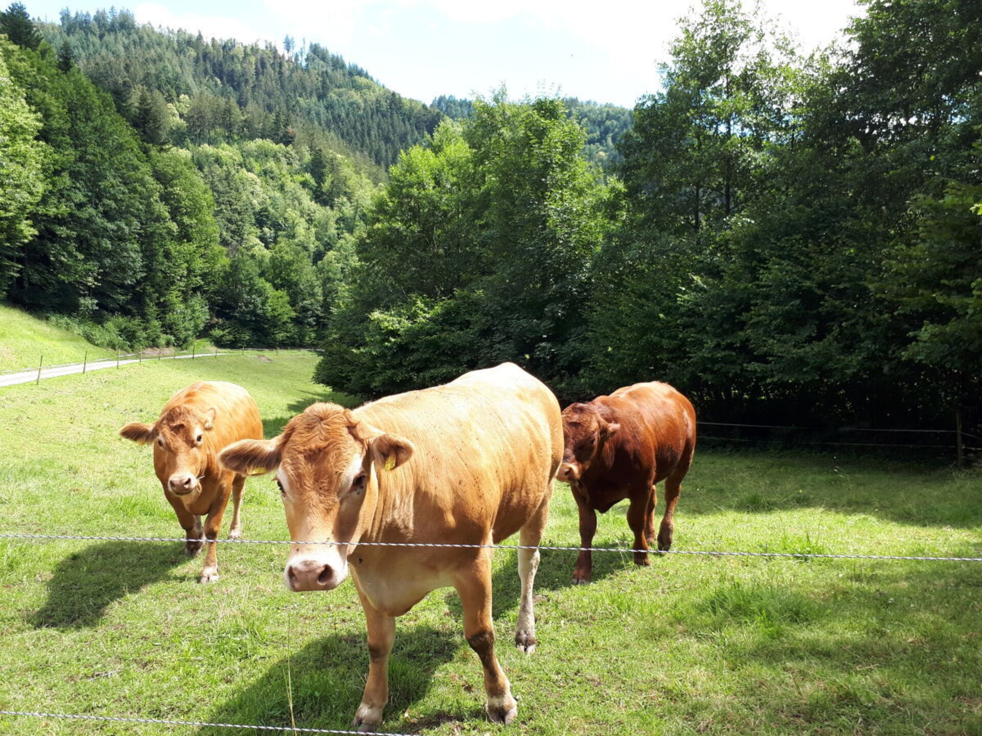 Knus vakantiehuis in het Renchtal, dichtbij bos en skipistes - foto 15