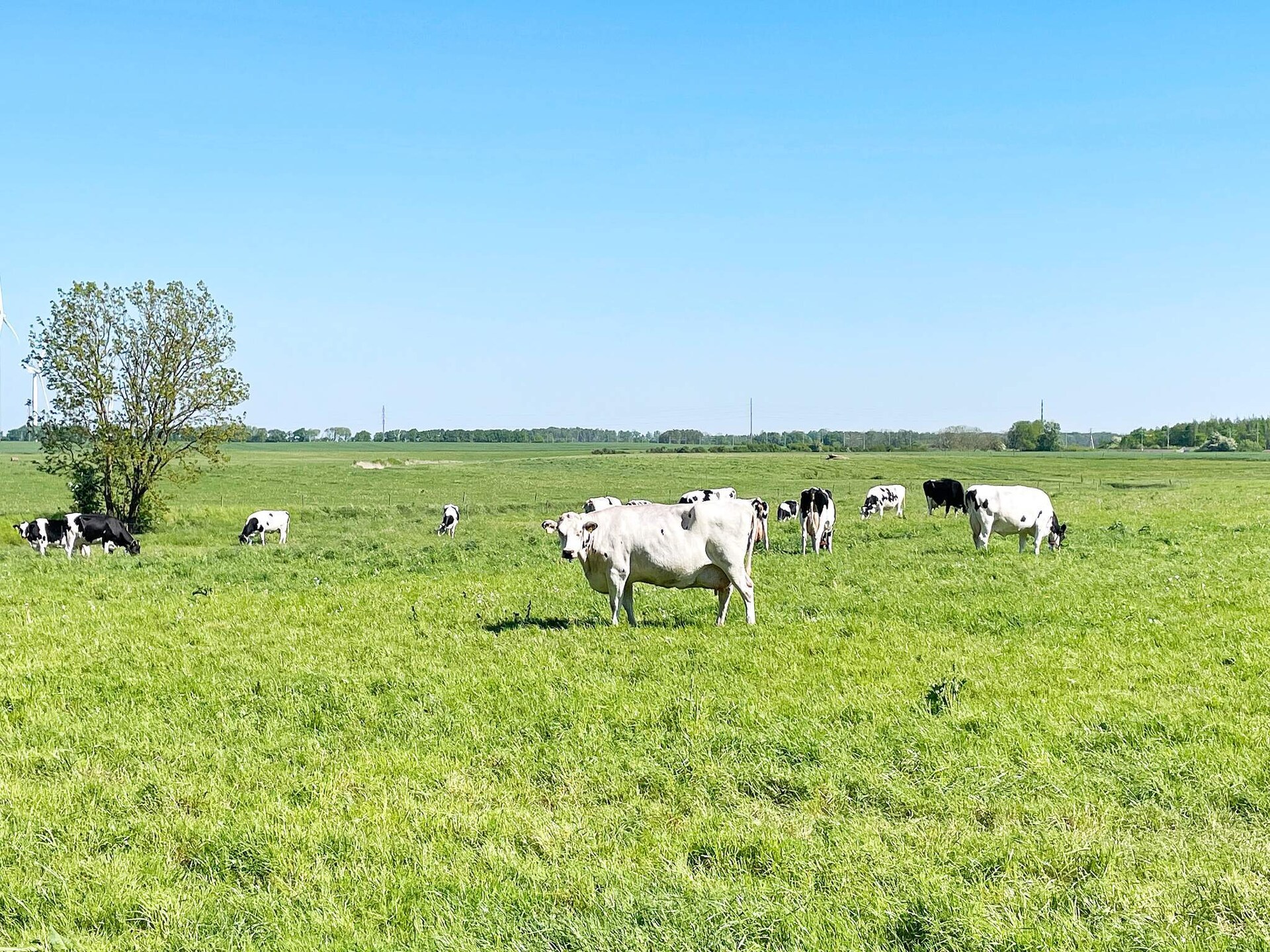 Vrijstaand vakantiehuis aan de golfbaan in Kattarp, vlakbij strand en natuur - foto 4