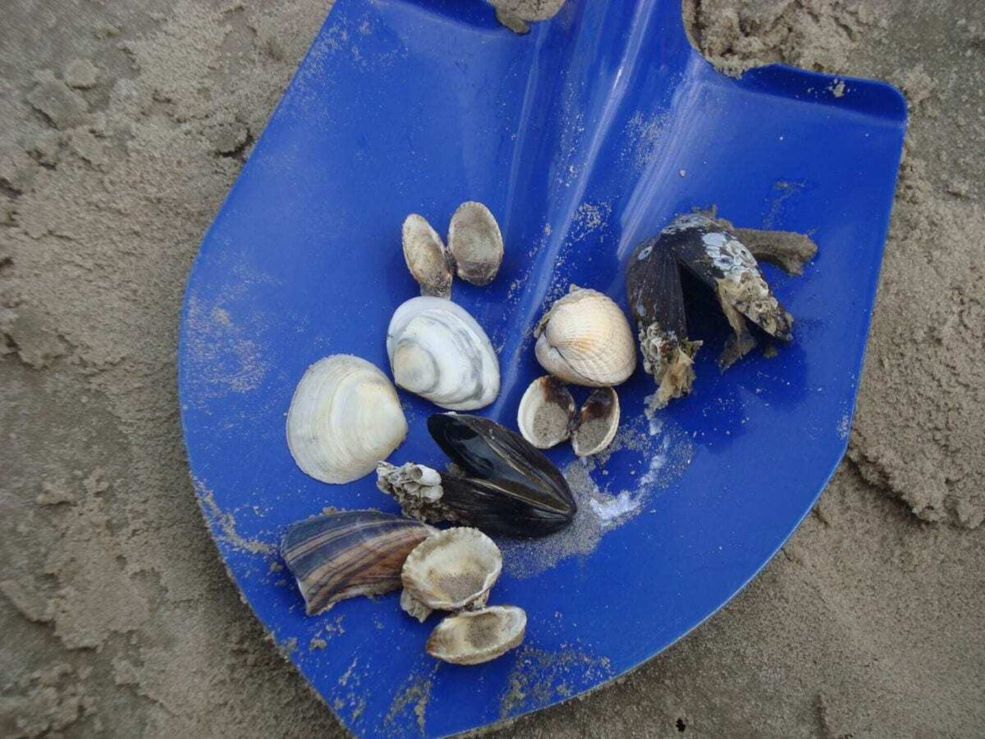 Knus vakantiehuis voor 4 in Horumersiel, vlakbij centrum en Waddenzee - foto 15