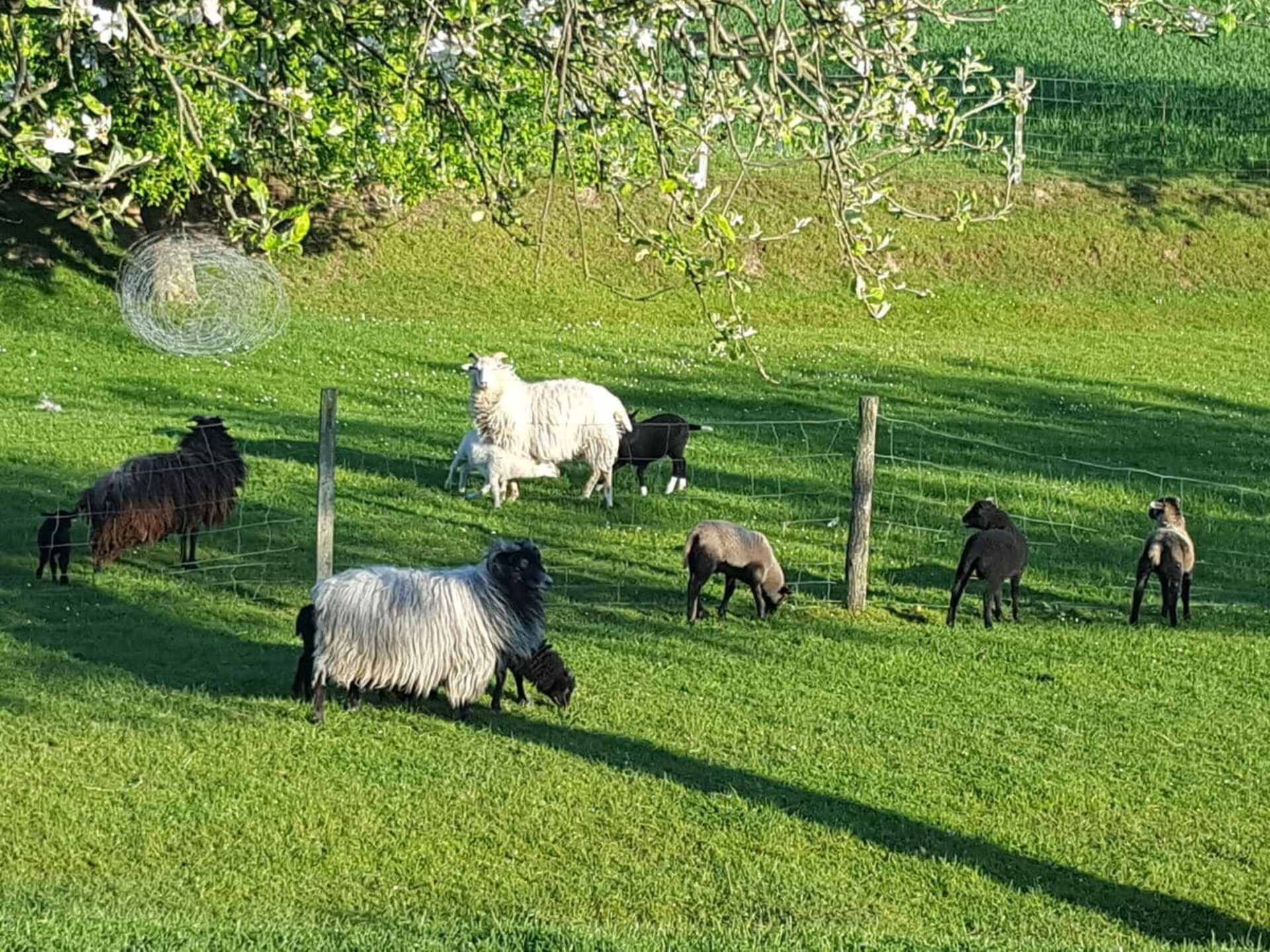 Knus vakantiehuis voor 2 in Walsdorf – Hondvriendelijk met WLAN - foto 13
