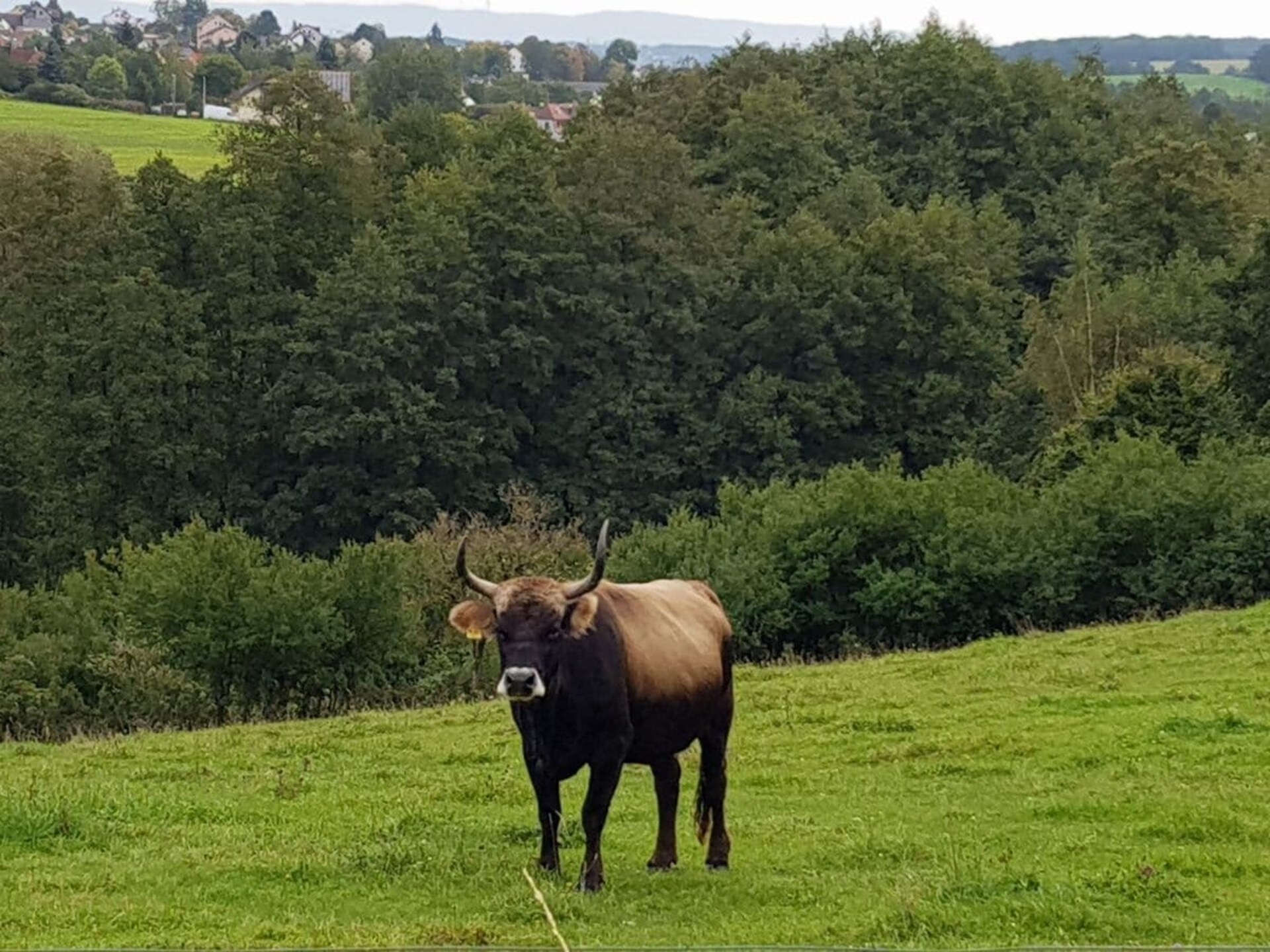 Knus vakantiehuis voor 2 in Walsdorf – Hondvriendelijk met WLAN - foto 15